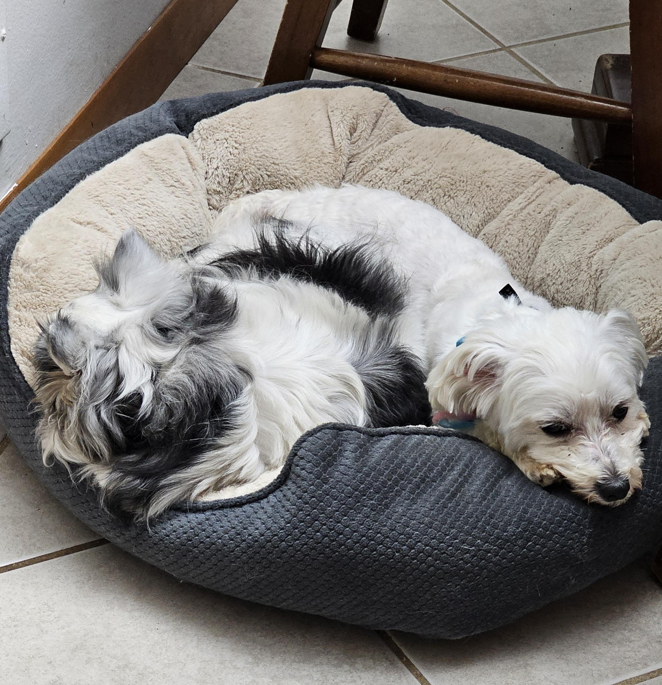 Enlarge Penny, an adopted Maltese in Troy, MI image 5/6