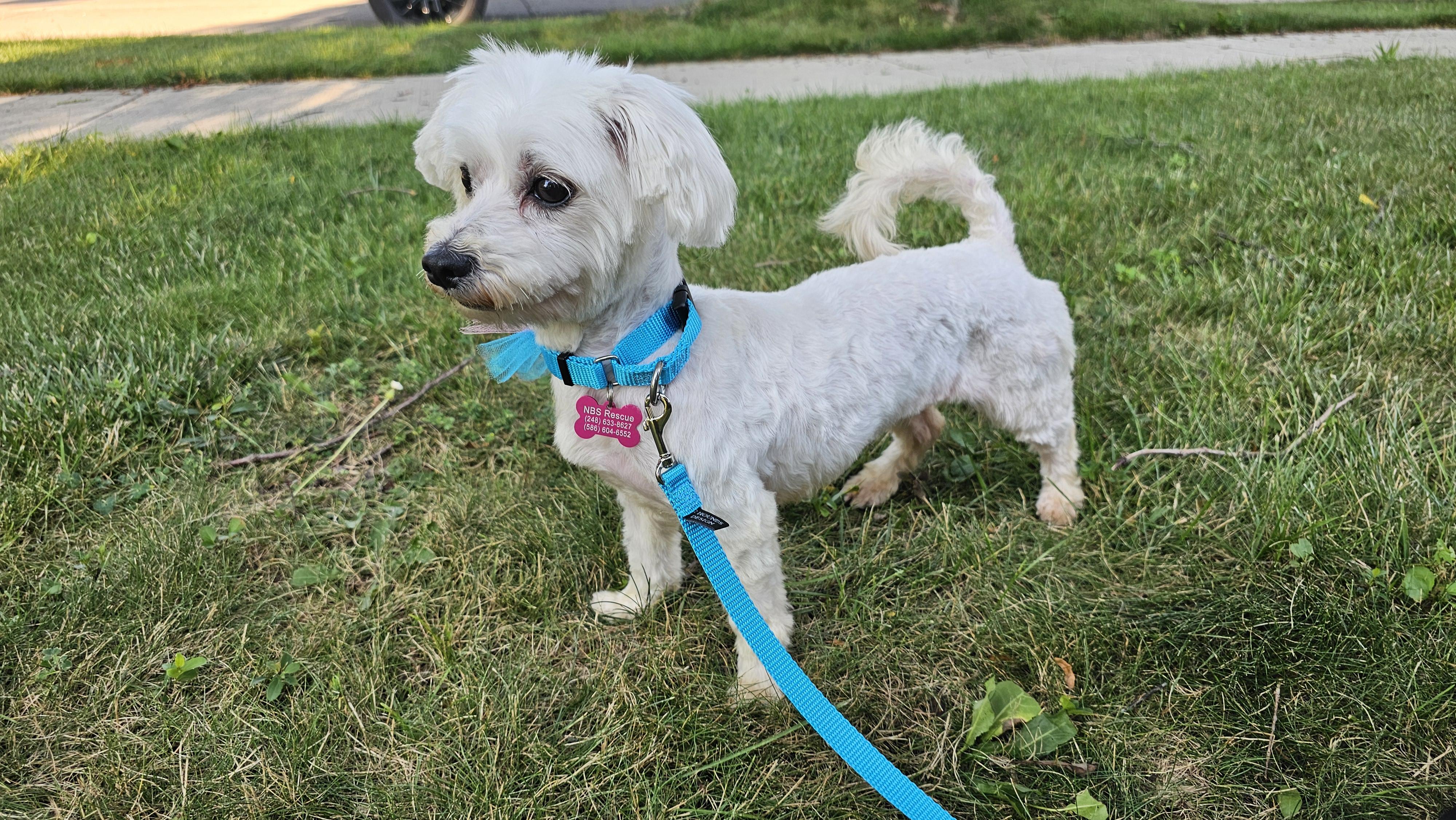 Enlarge Penny, an adopted Maltese in Troy, MI image 2/6