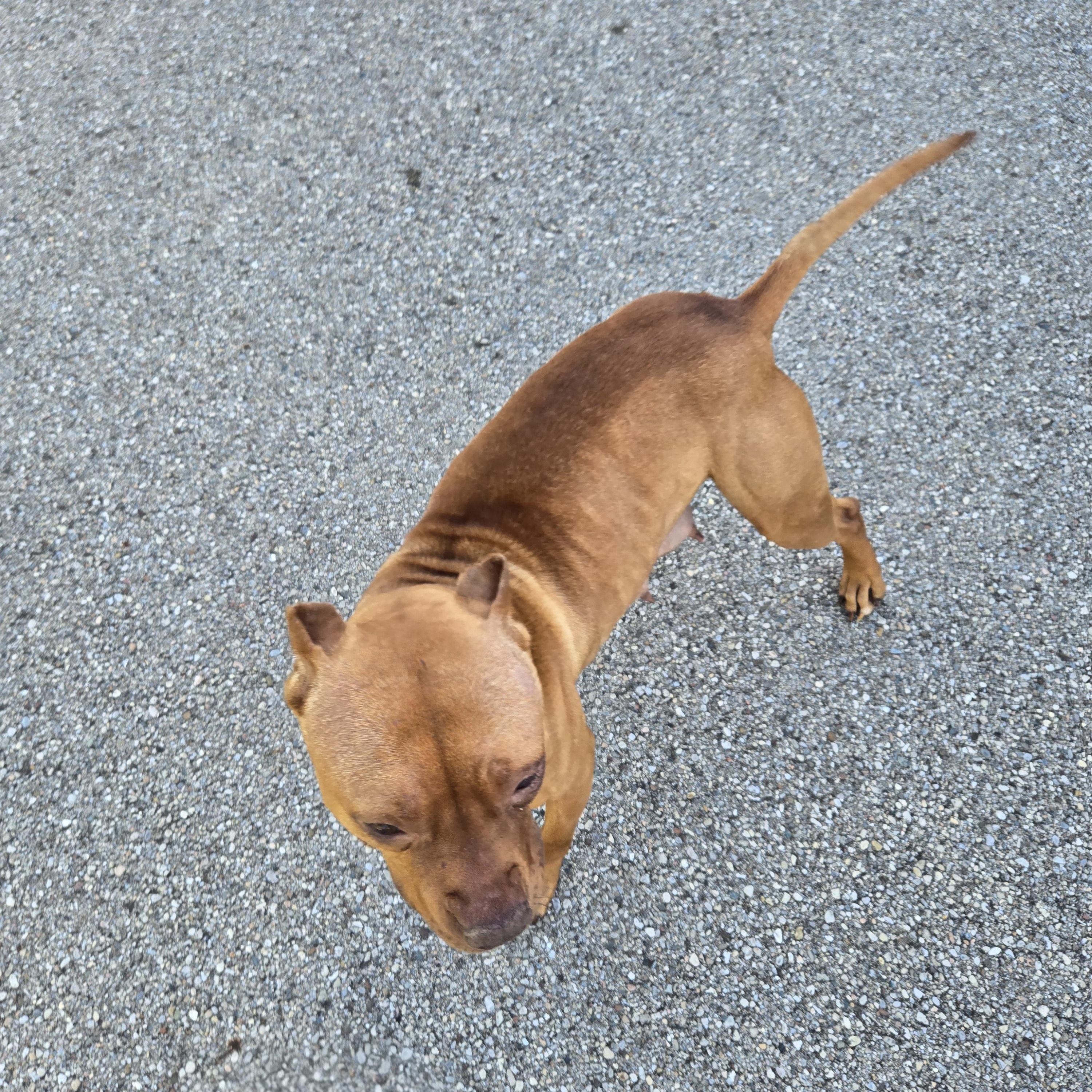 Enlarge Melanie , a ADOPTABLE Pit Bull Terrier in Xenia , OH image 5/6