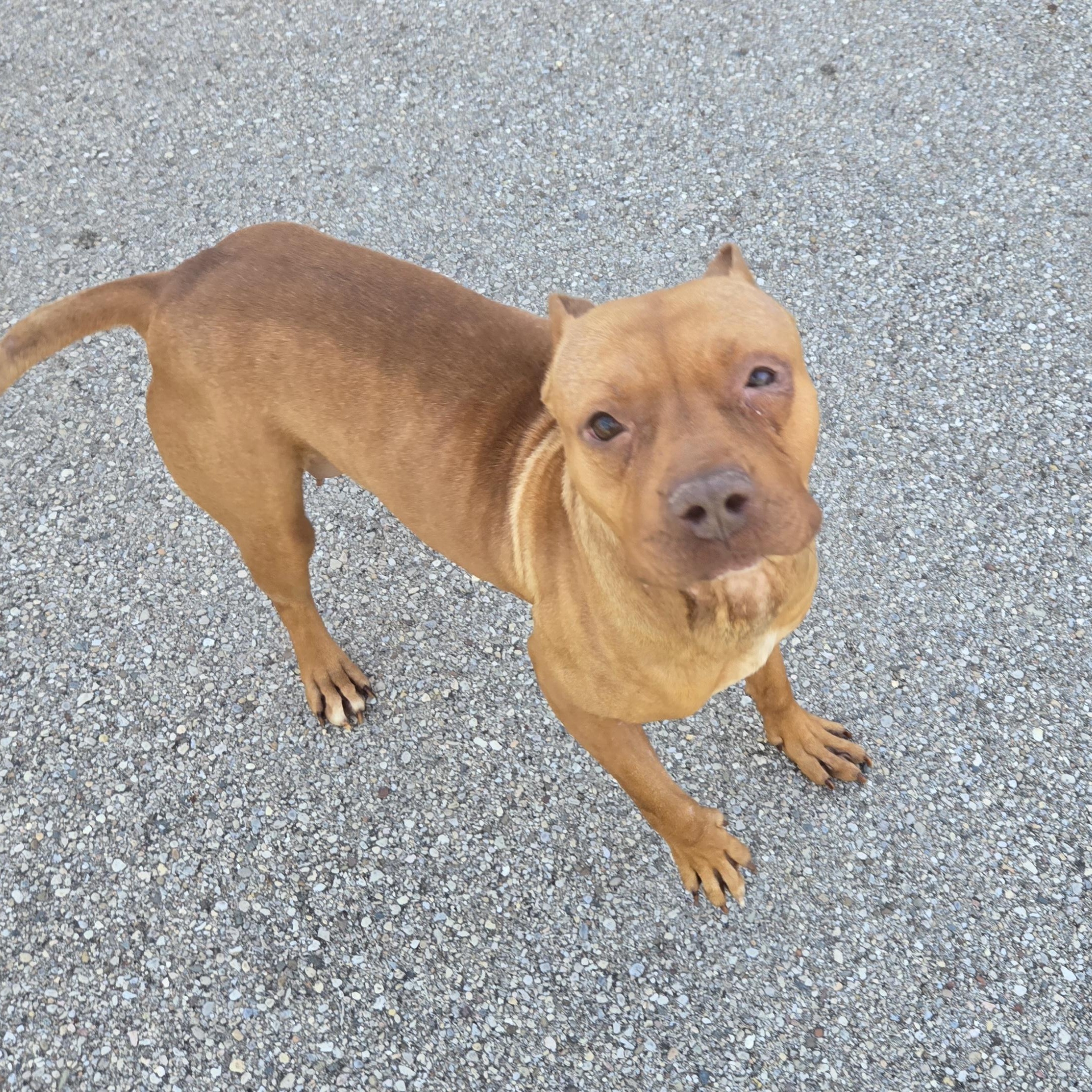 Enlarge Melanie , a ADOPTABLE Pit Bull Terrier in Xenia , OH image 6/6