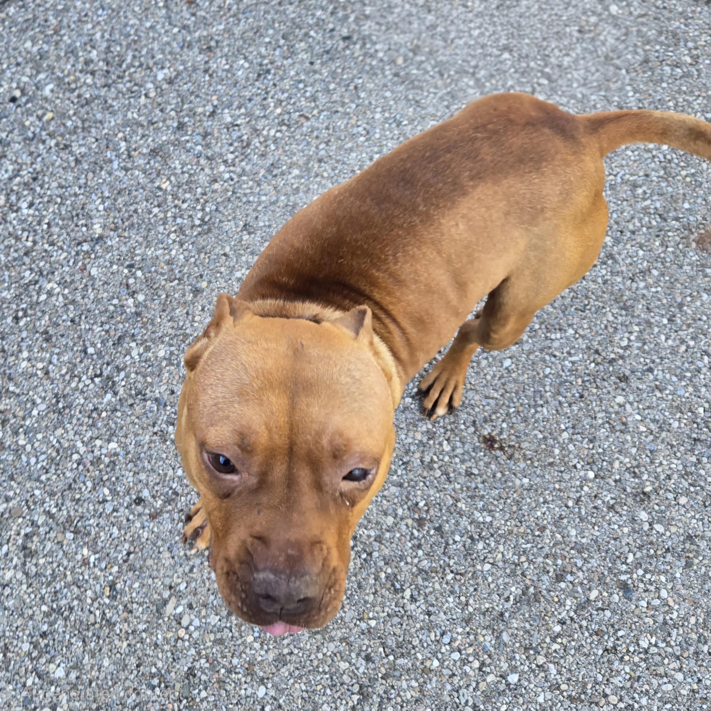 Enlarge Melanie , a ADOPTABLE Pit Bull Terrier in Xenia , OH image 3/6
