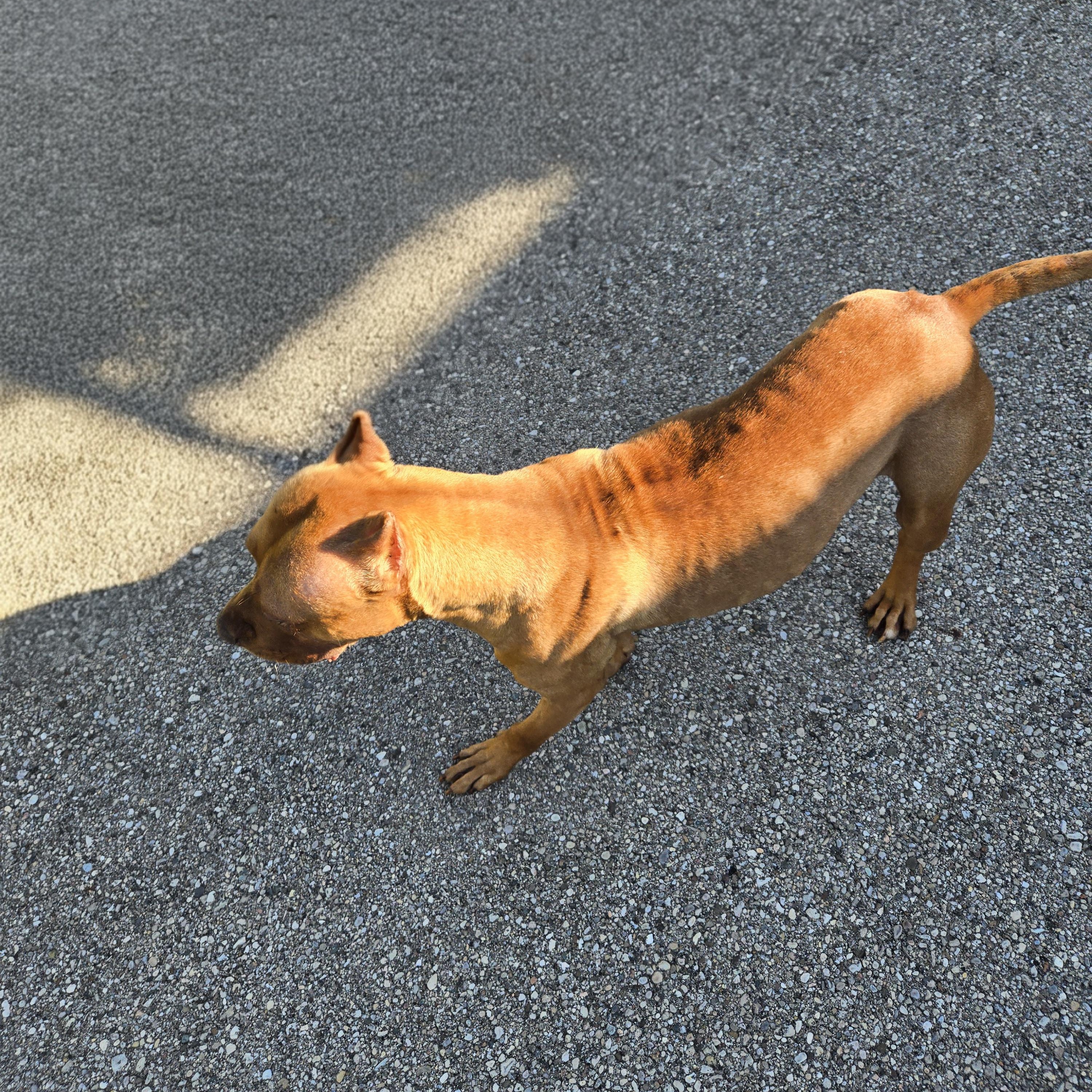 Enlarge Melanie , a ADOPTABLE Pit Bull Terrier in Xenia , OH image 2/6