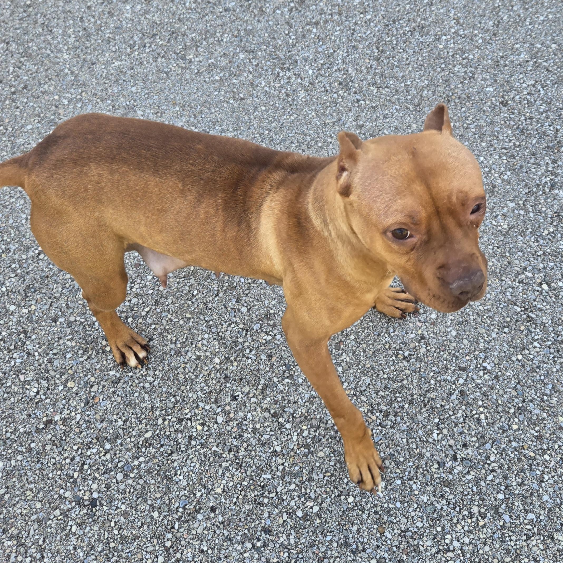 Enlarge Melanie , a ADOPTABLE Pit Bull Terrier in Xenia , OH image 4/6