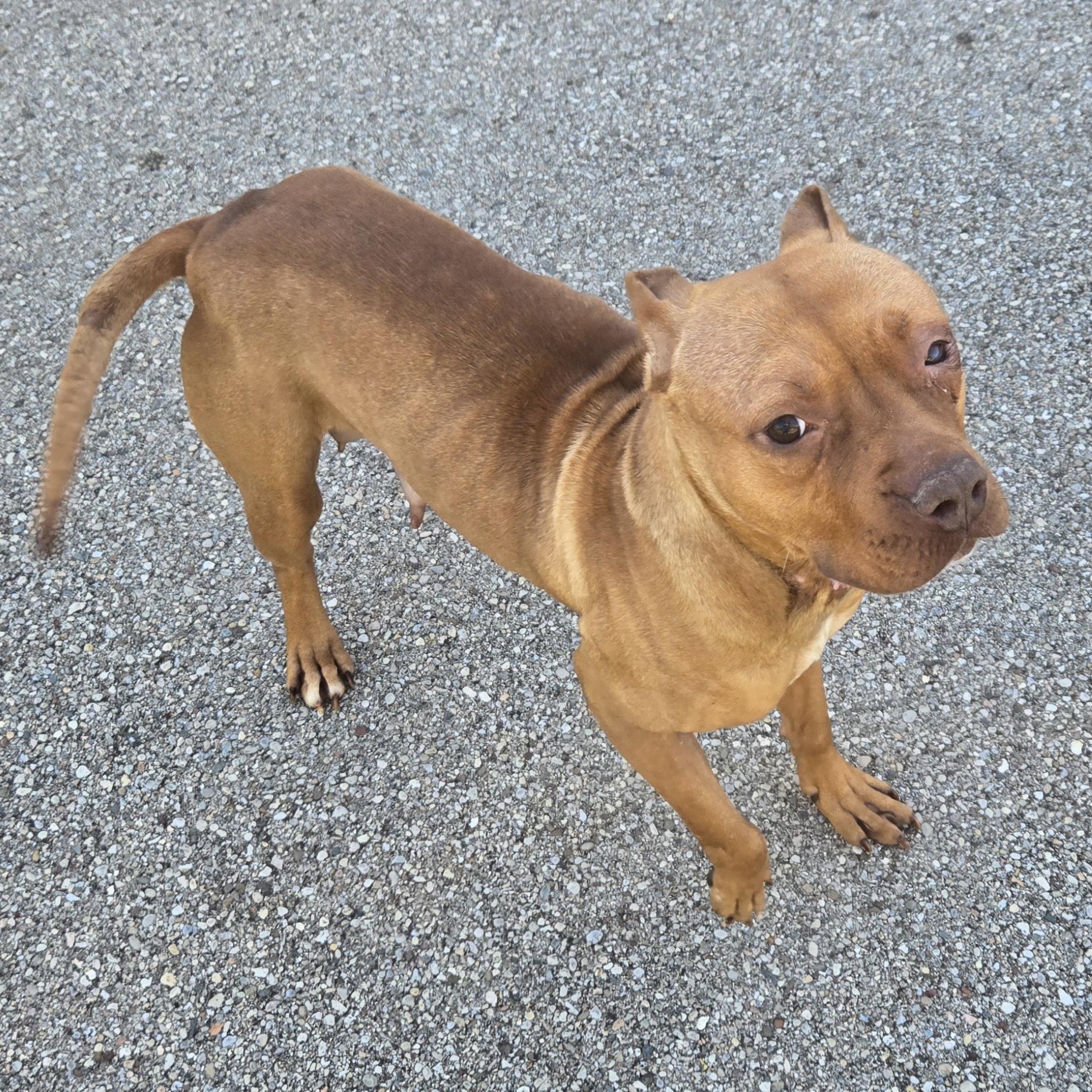 Melanie , ADOPTABLE, Adult Female Pit Bull Terrier.