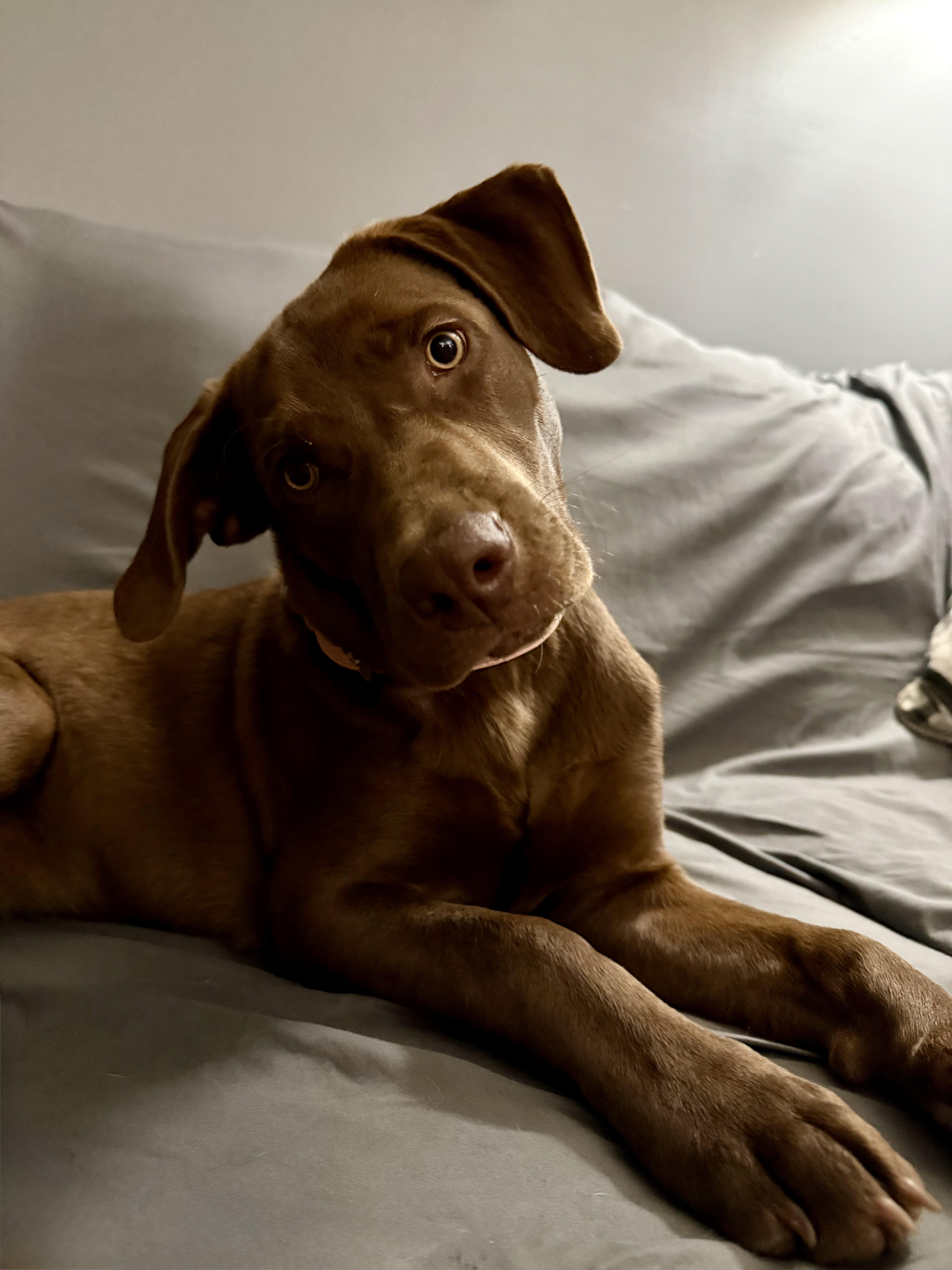 Tilly, Adopted, Puppy Female Chocolate Labrador Retriever.