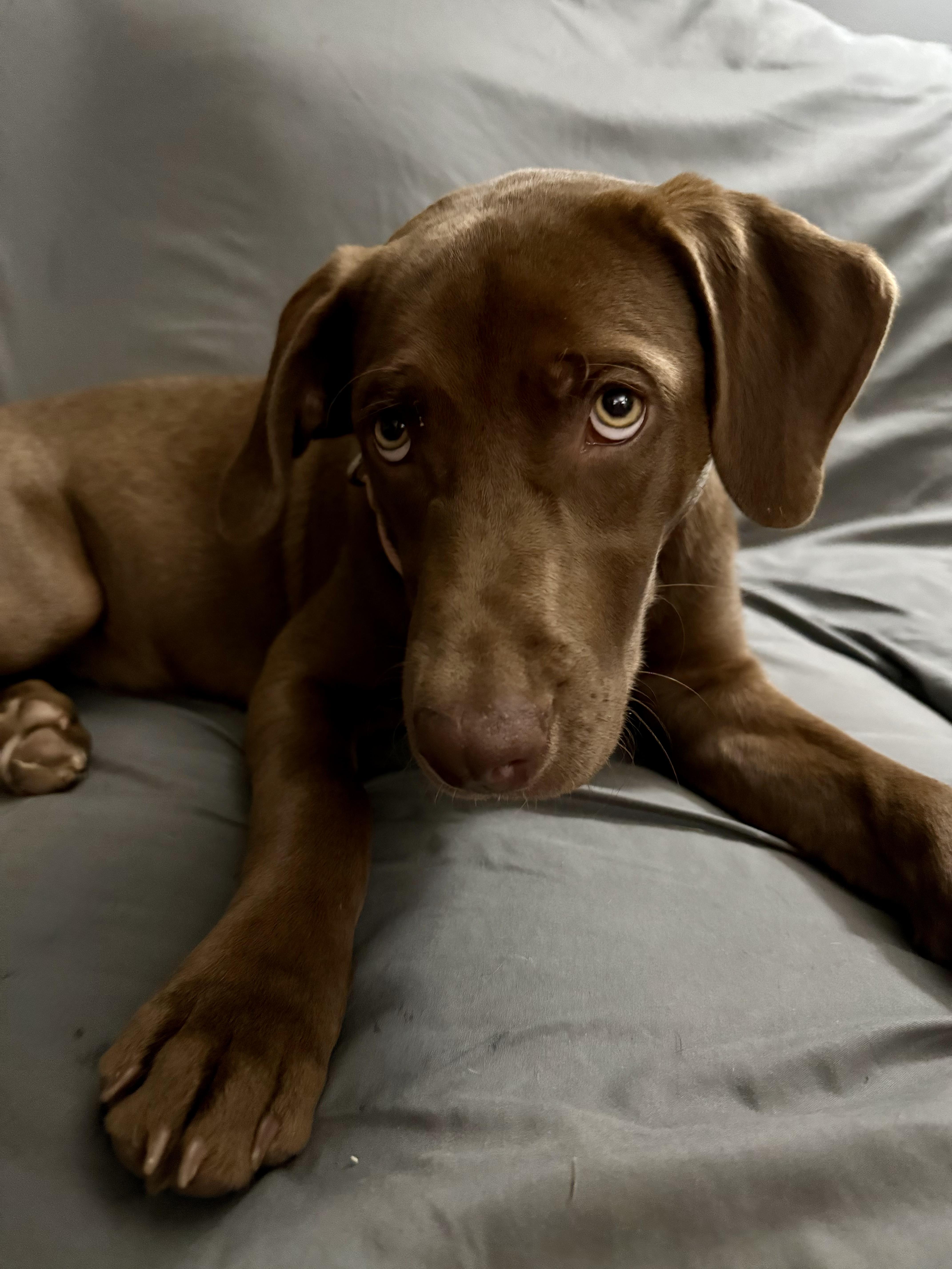 Enlarge Tilly, a Adopted mixed breed in Corydon, IN image 2/2