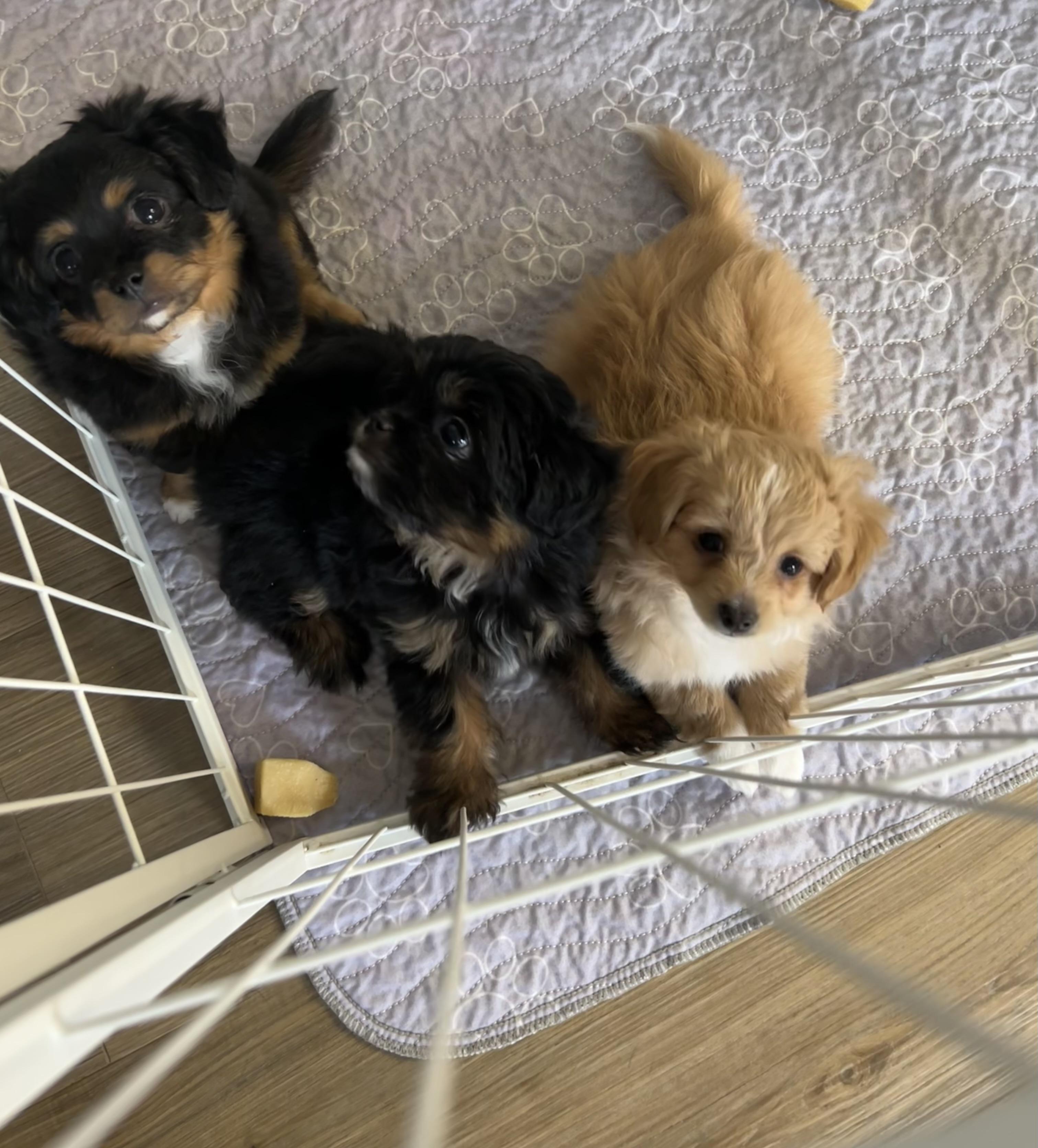 Enlarge Curly, a Adoptable Maltipoo in Chickasha, OK image 2/4