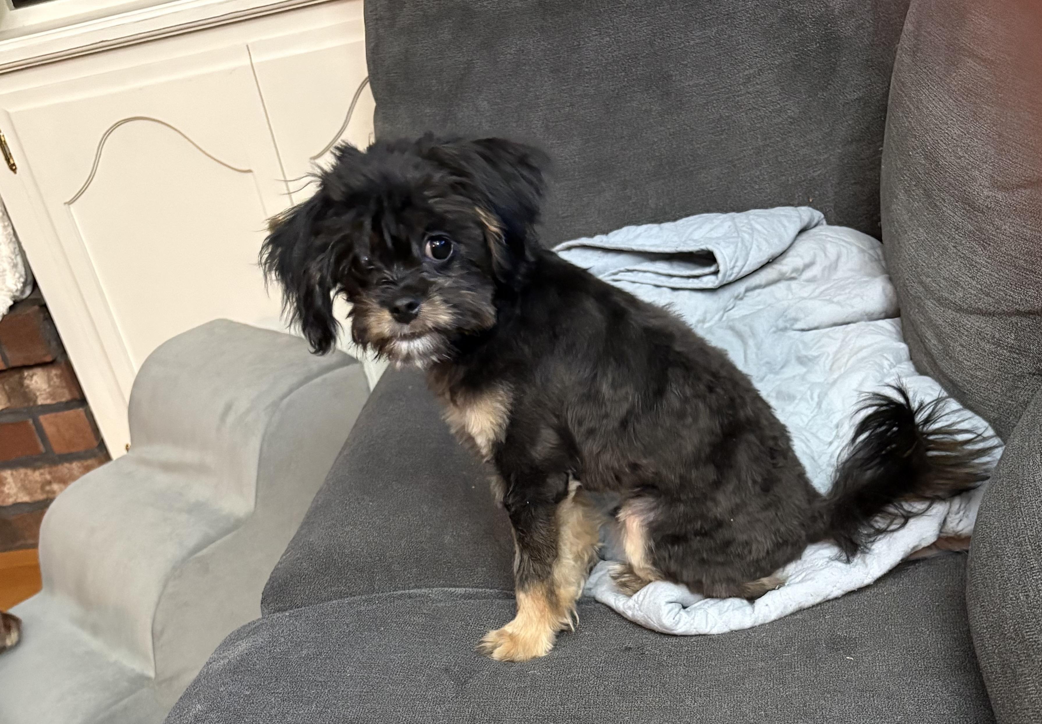 Curly, Adoptable, Puppy Male Maltipoo.