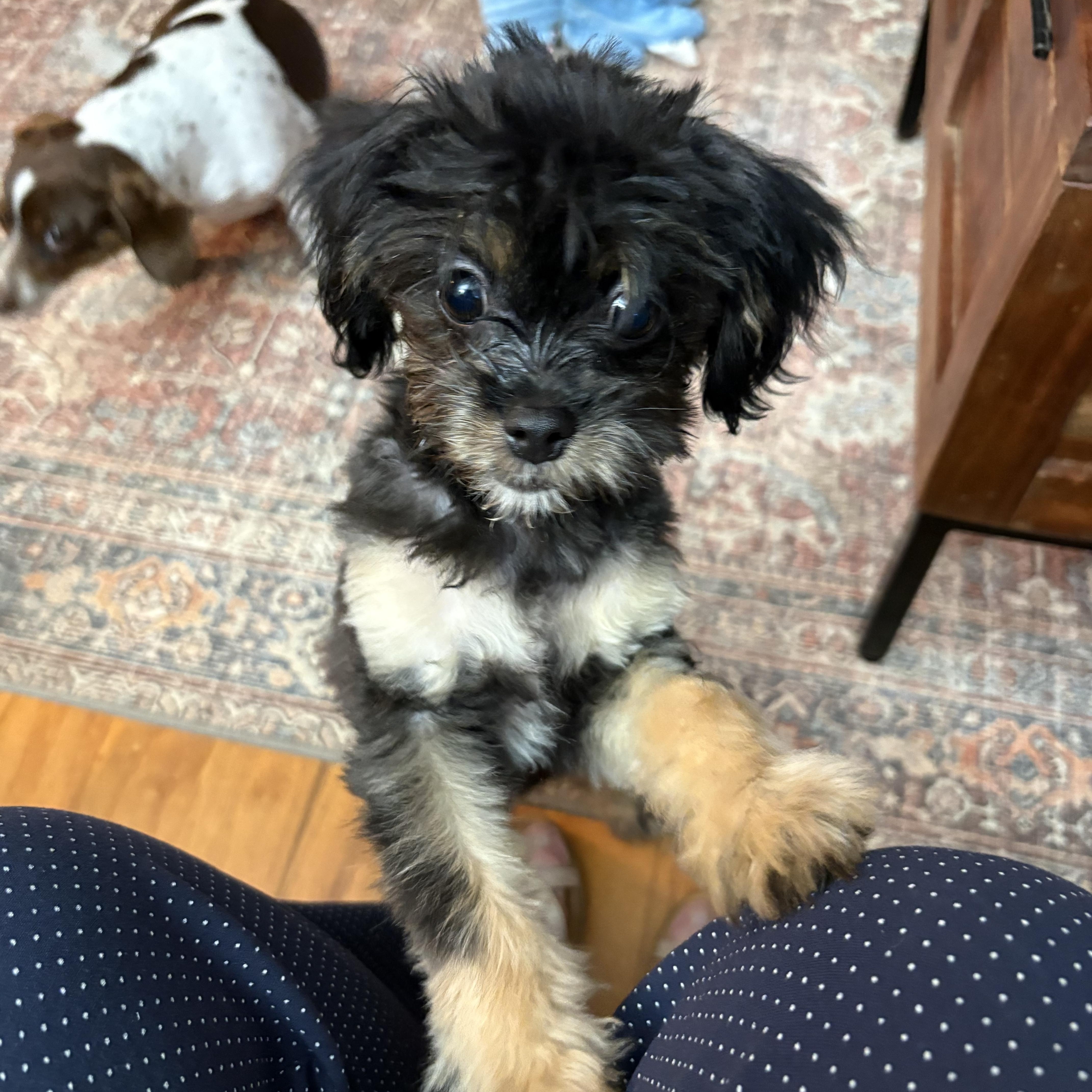 Curly, a Adoptable Maltipoo in Chickasha, OK image 5/5