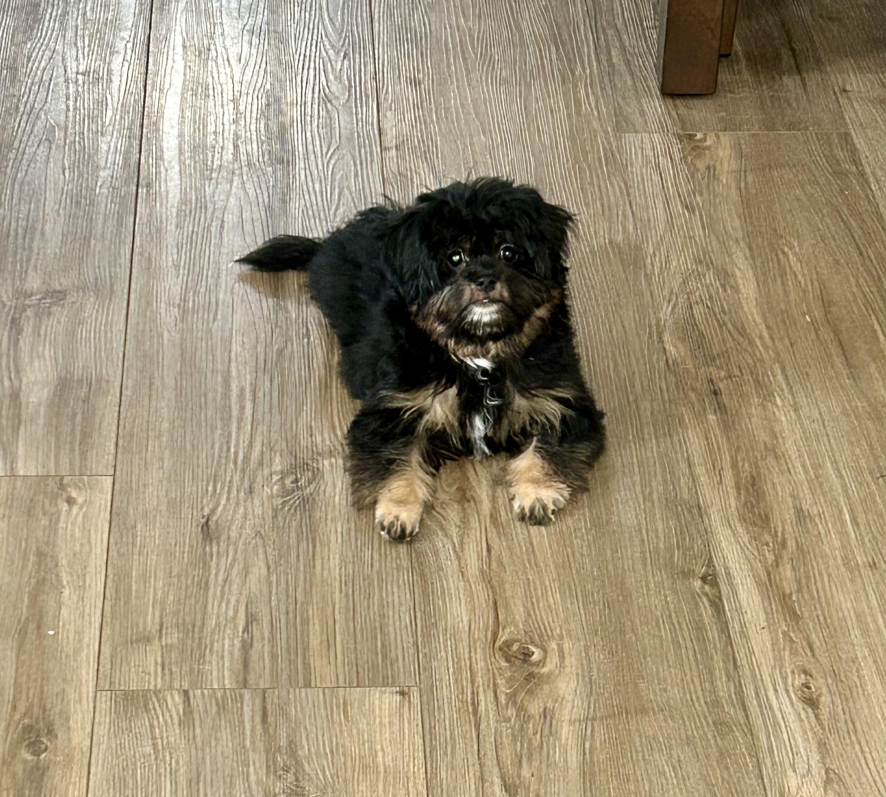Curly, Adoptable, Puppy Male Maltipoo.