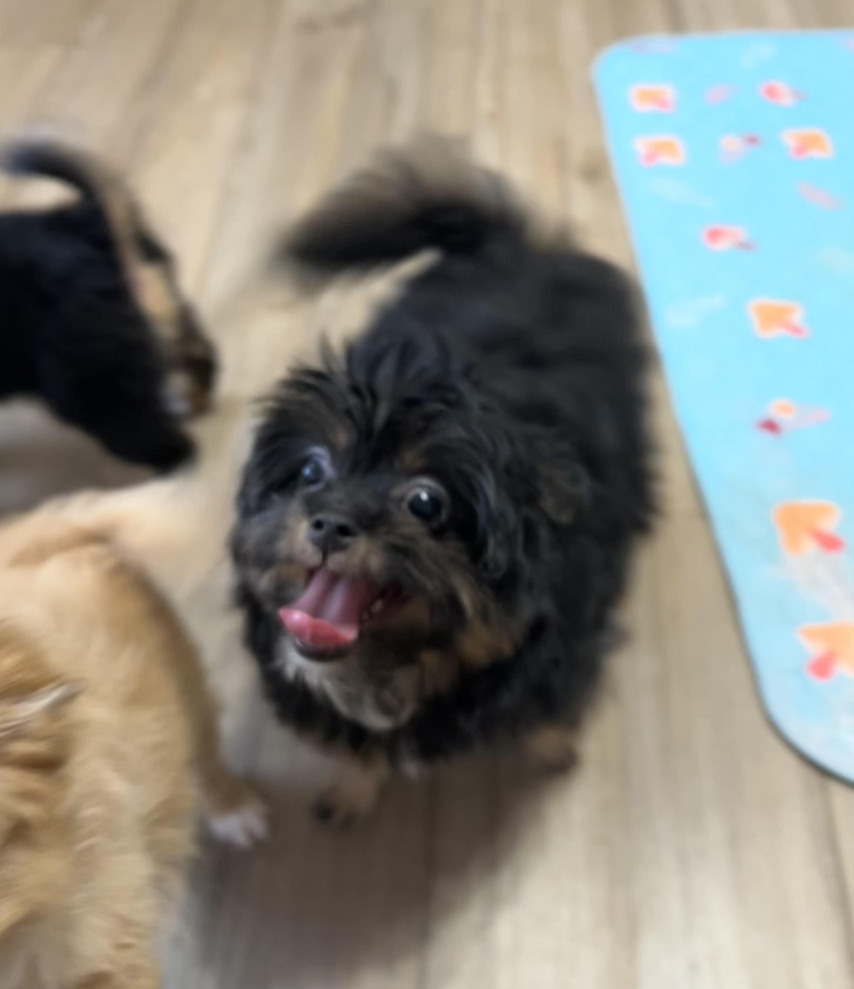Enlarge Curly, a Adoptable Maltipoo in Chickasha, OK image 3/4