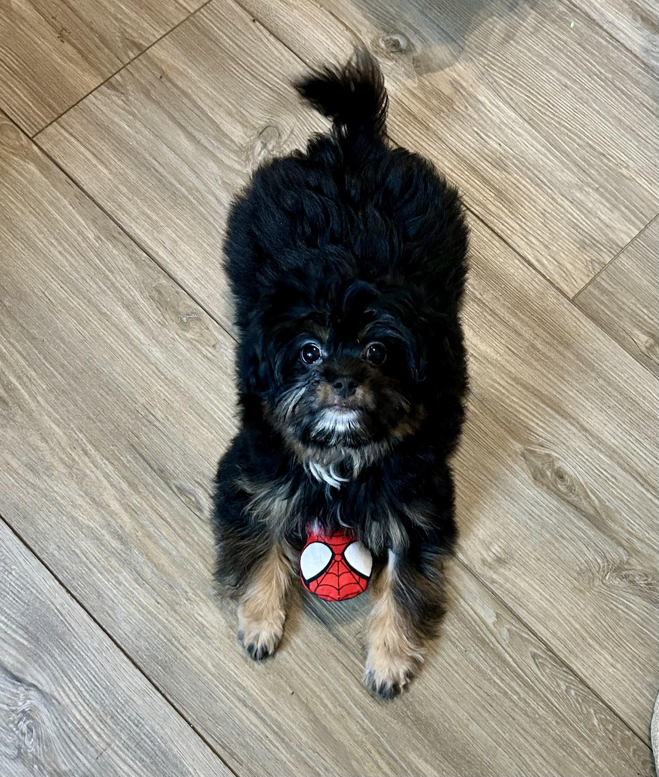 Enlarge Curly, a Adoptable Maltipoo in Chickasha, OK image 4/4