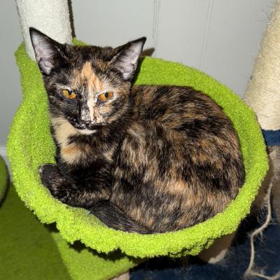 Enlarge Millie, a Adoptable Domestic Short Hair in Greenville, NC image 1/1