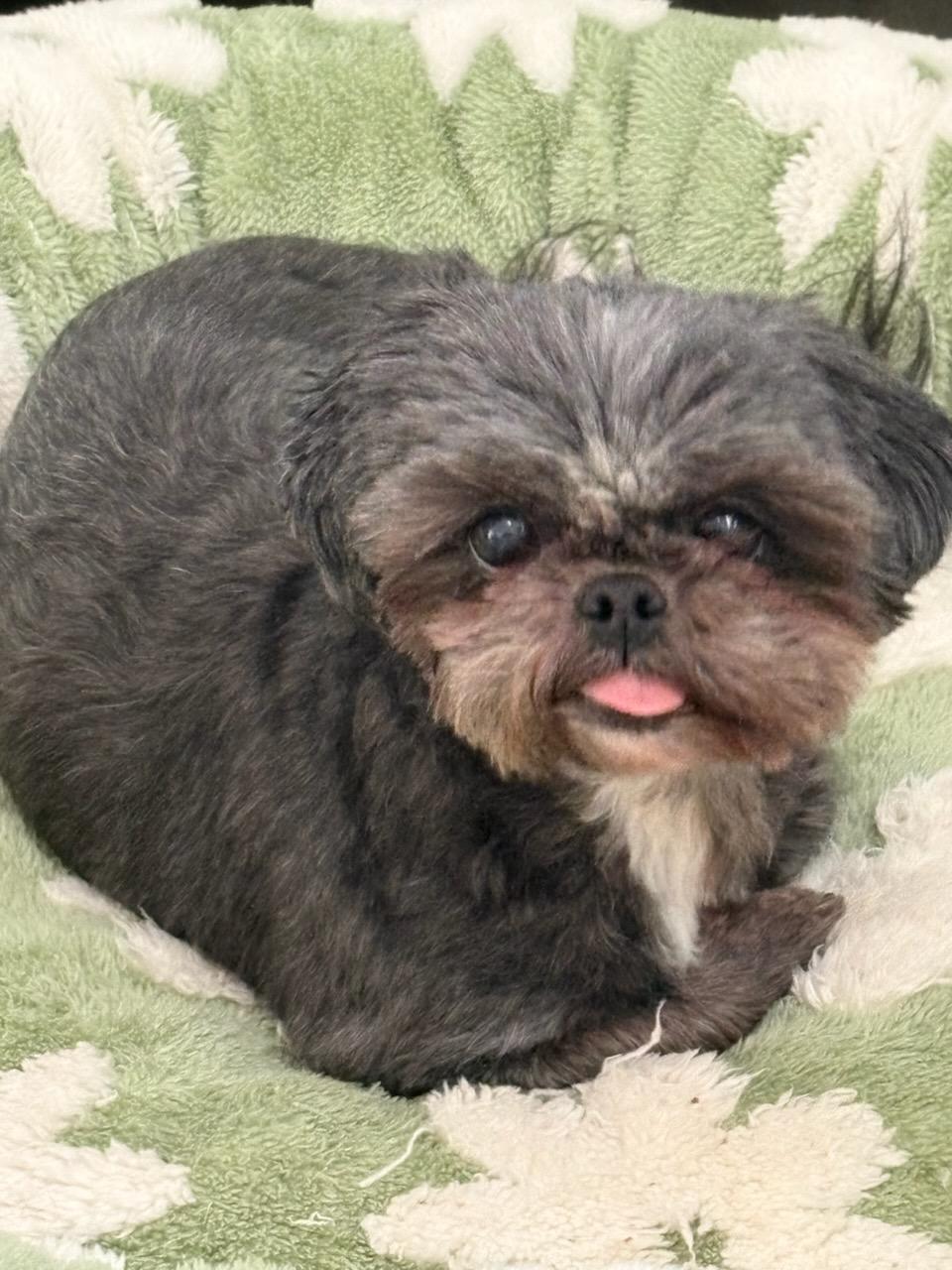 Iris and Maggie, Adoptable, Adult Female Pomeranian.