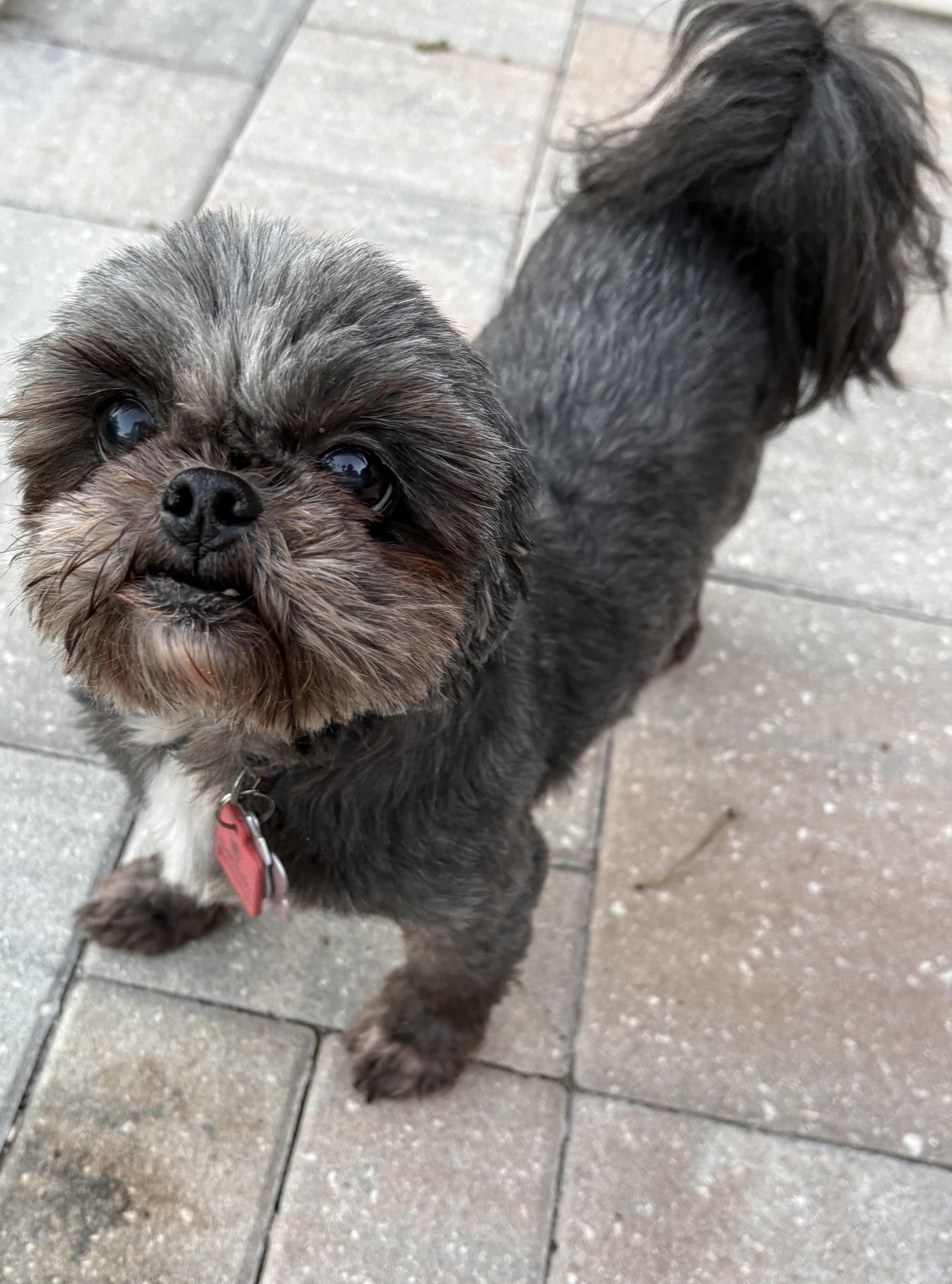 Enlarge Iris and Maggie, a Adoptable Pomeranian in Fort Myers Beach, FL image 3/5