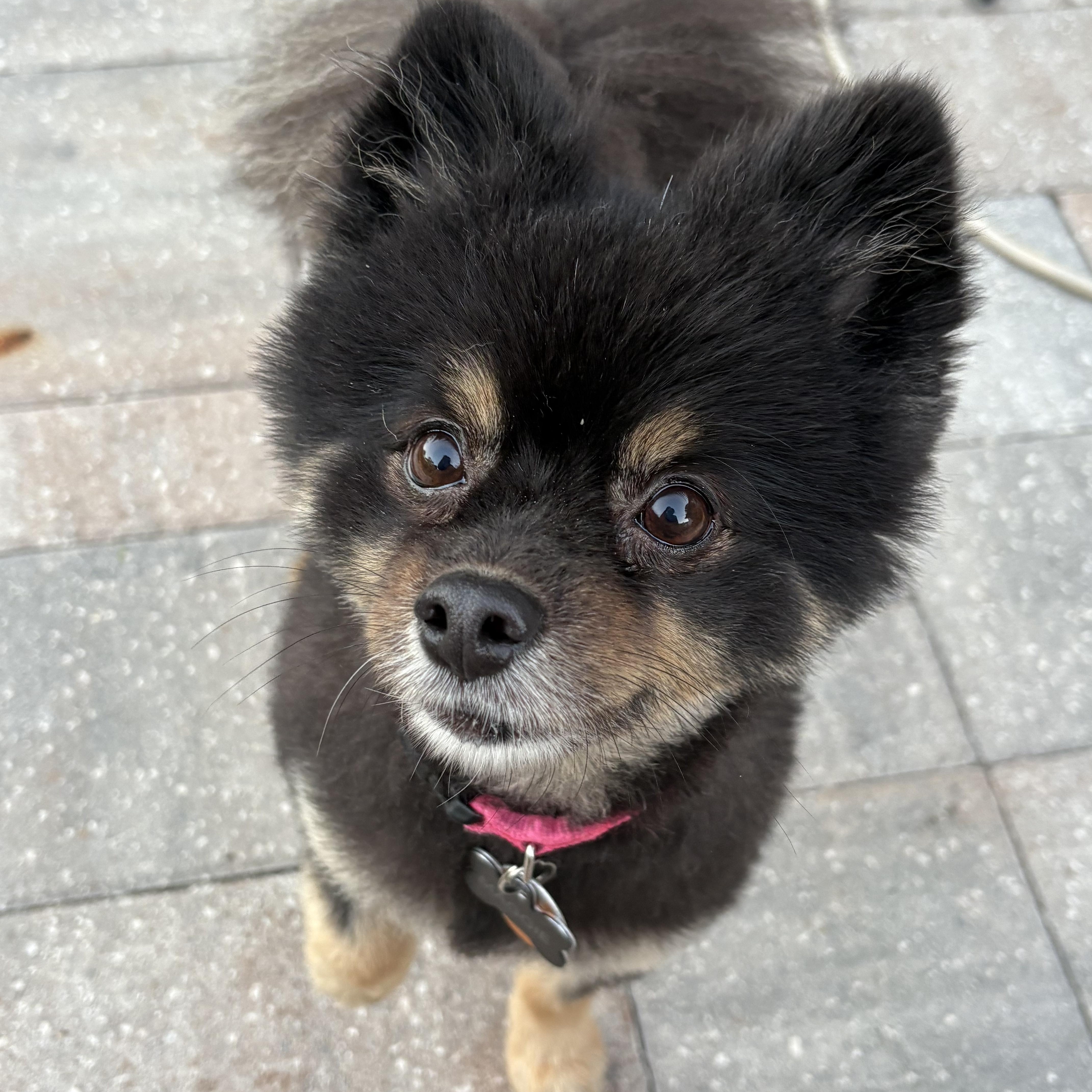 Enlarge Iris and Maggie, a Adoptable Pomeranian in Fort Myers Beach, FL image 4/5
