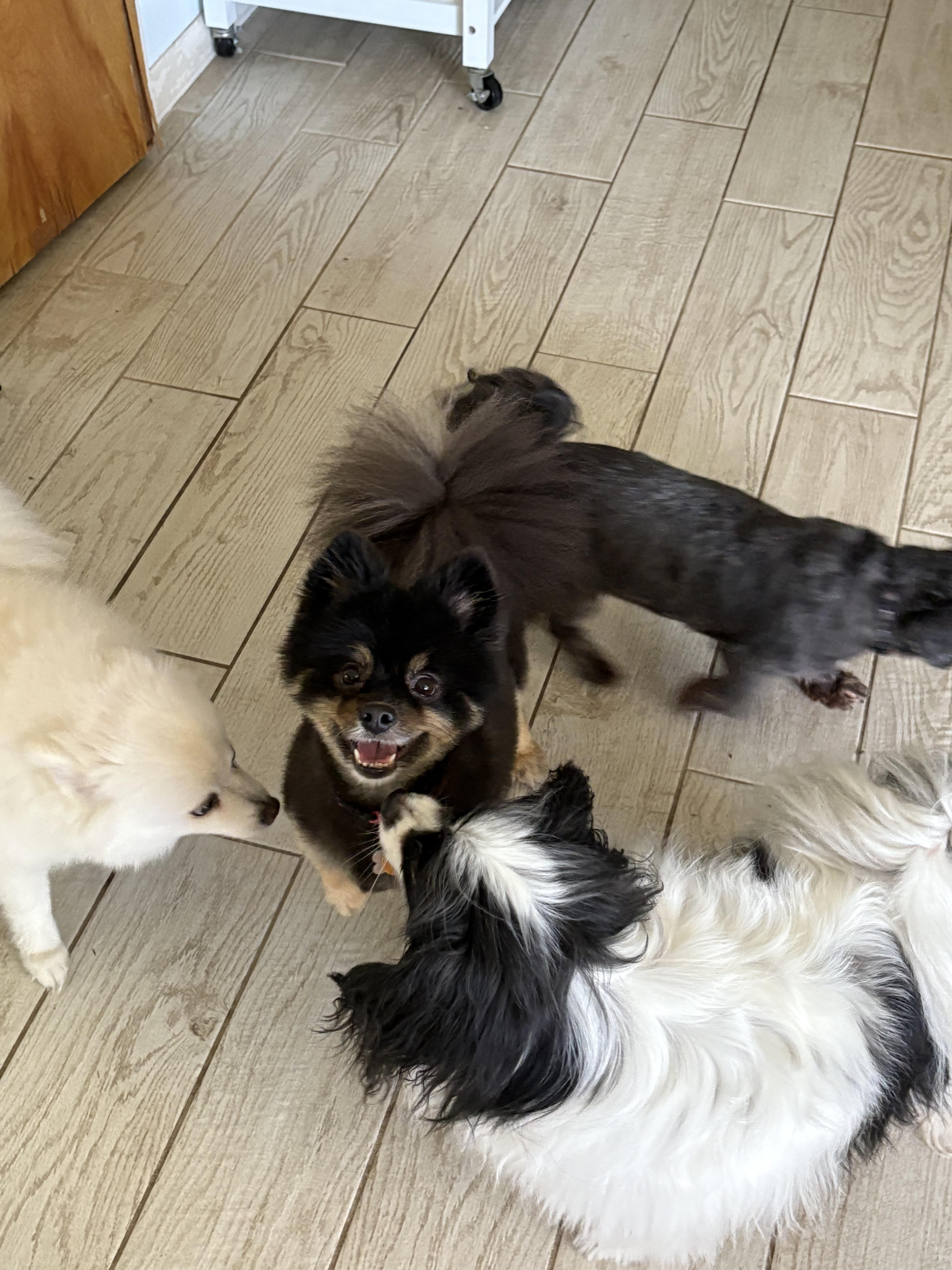 Enlarge Iris and Maggie, a Adoptable Pomeranian in Fort Myers Beach, FL image 5/5