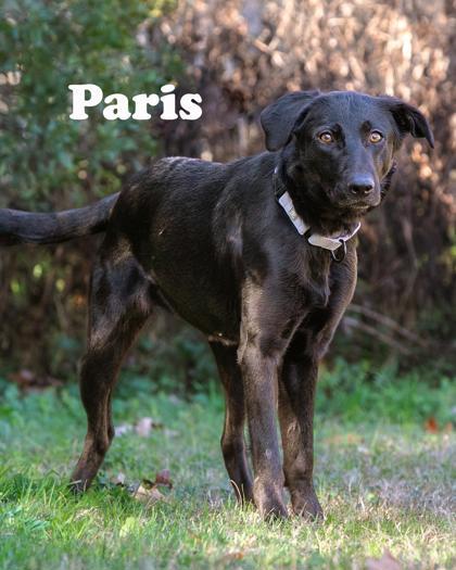 Paris, a Adoptable mixed breed in Savannah, GA image 1/2