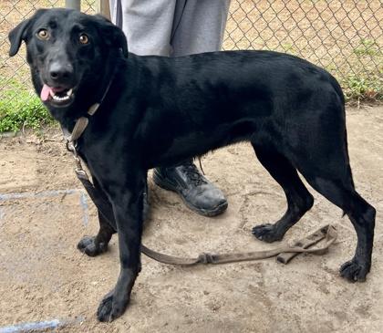 Enlarge Paris, a Adoptable mixed breed in Savannah, GA image 1/3