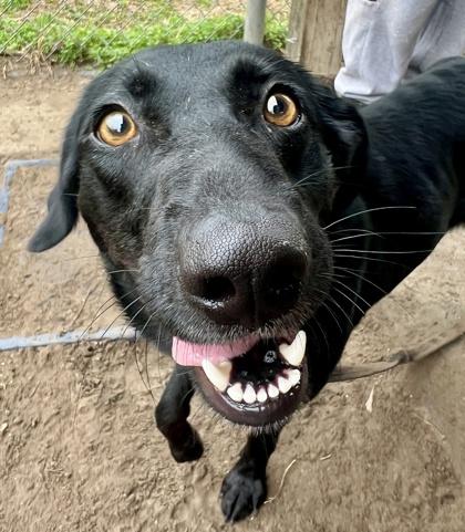 Enlarge Paris, a Adoptable mixed breed in Savannah, GA image 2/3