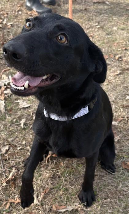 Paris, a Adoptable mixed breed in Savannah, GA image 2/2