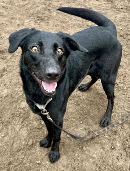 Enlarge Paris, a Adoptable mixed breed in Savannah, GA image 3/3