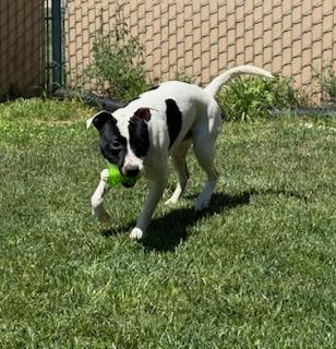 Otis, a ADOPTABLE mixed breed in Tiffin, OH image 5/6