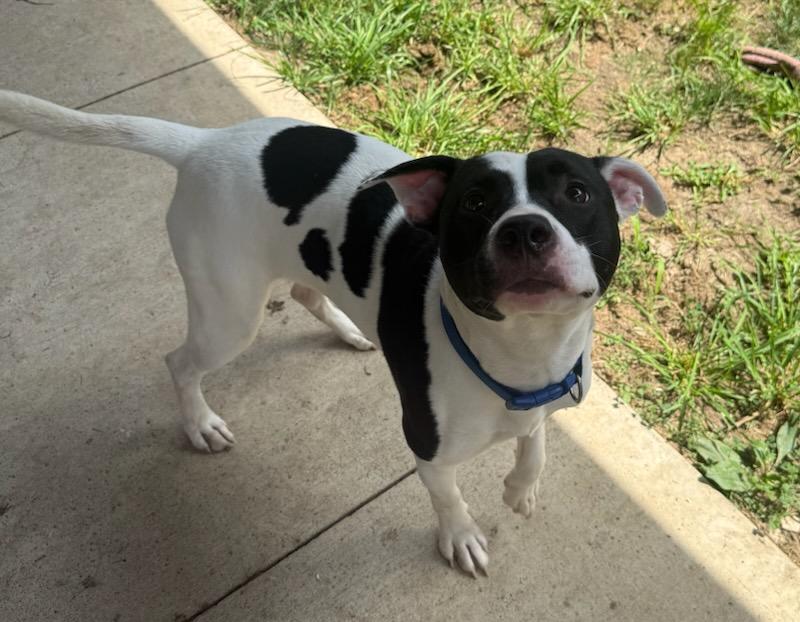 Otis, a ADOPTABLE mixed breed in Tiffin, OH image 6/6