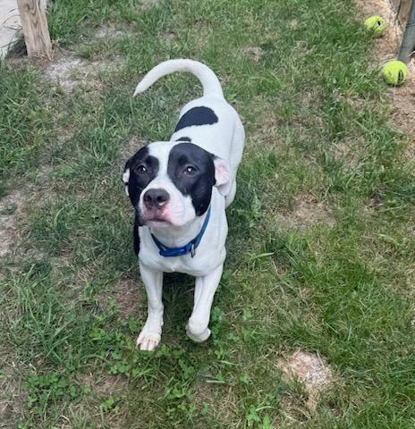 Otis, a ADOPTABLE mixed breed in Tiffin, OH image 2/6