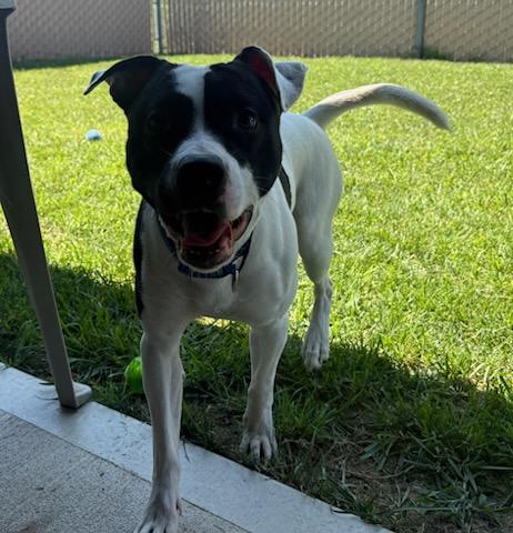 Otis, a ADOPTABLE mixed breed in Tiffin, OH image 2/6