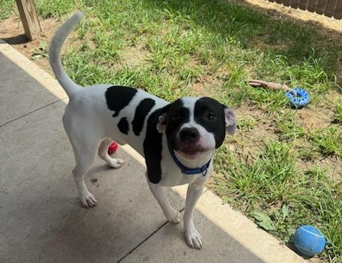Otis, a ADOPTABLE mixed breed in Tiffin, OH image 5/6