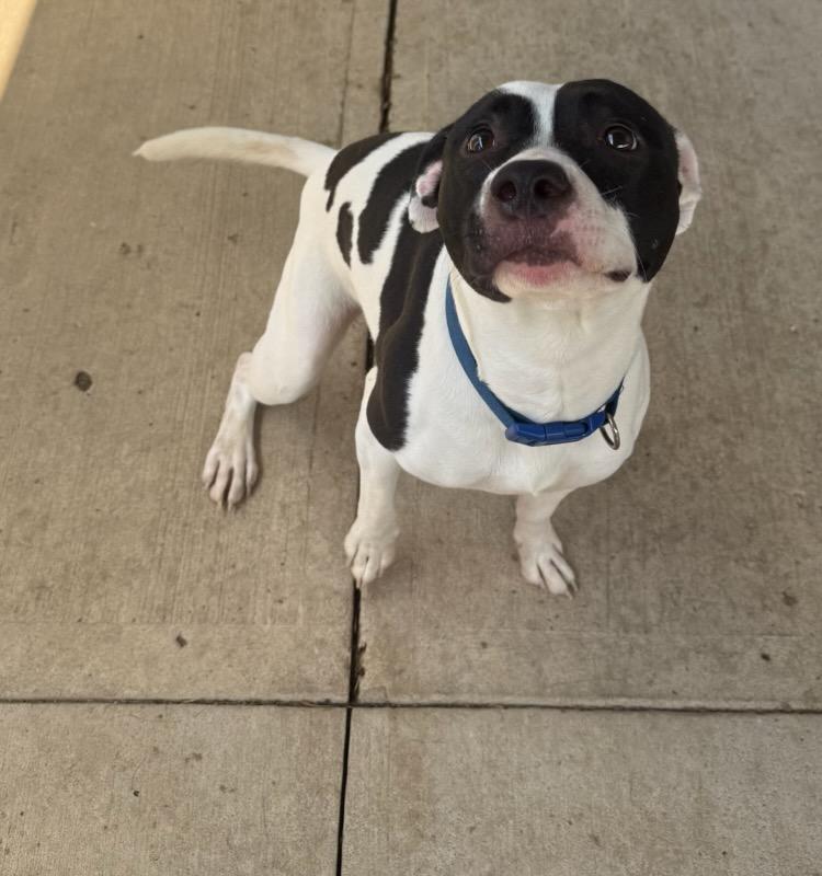 Otis, a ADOPTABLE mixed breed in Tiffin, OH image 3/6