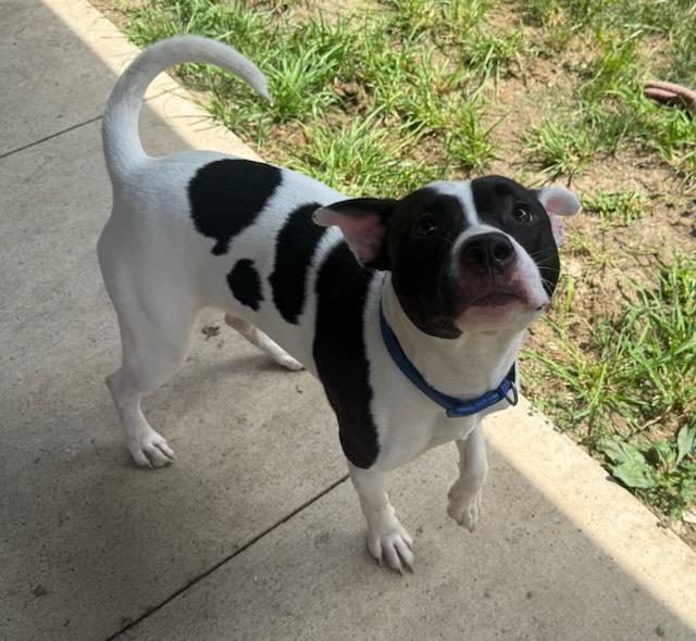 Otis, ADOPTABLE, Young Male Pit Bull Terrier.