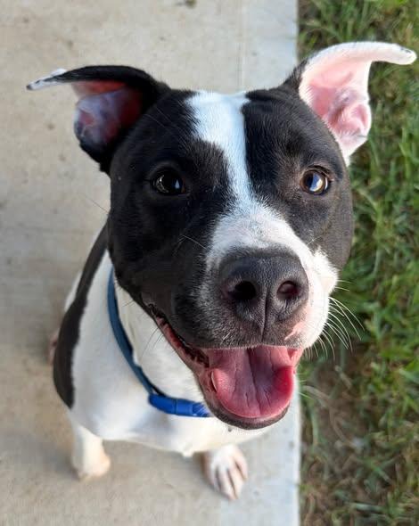 Otis, ADOPTABLE, Young Male Staffordshire Bull Terrier & Pit Bull Terrier.