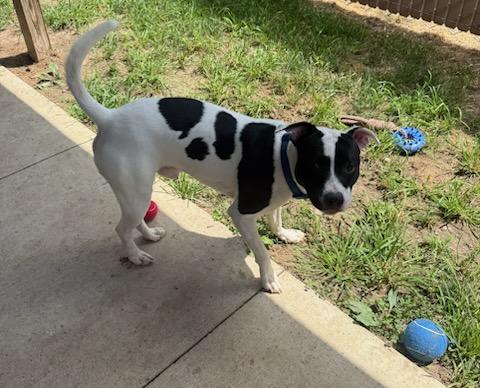Otis, a ADOPTABLE mixed breed in Tiffin, OH image 4/6
