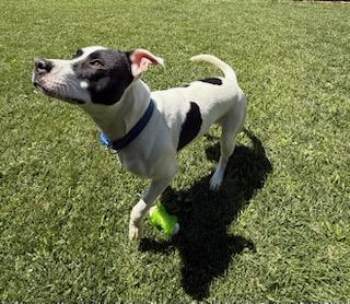 Otis, a ADOPTABLE mixed breed in Tiffin, OH image 3/6