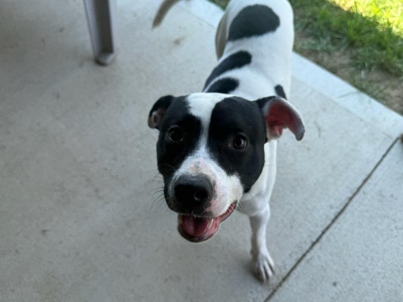 Otis, a ADOPTABLE mixed breed in Tiffin, OH image 4/6