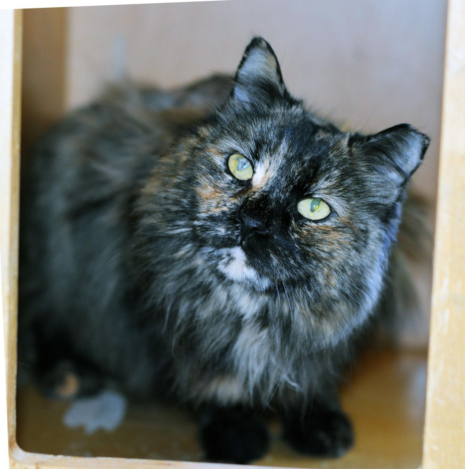 Enlarge JENNA, an adopted Tortoiseshell in San Clemente, CA image 1/3