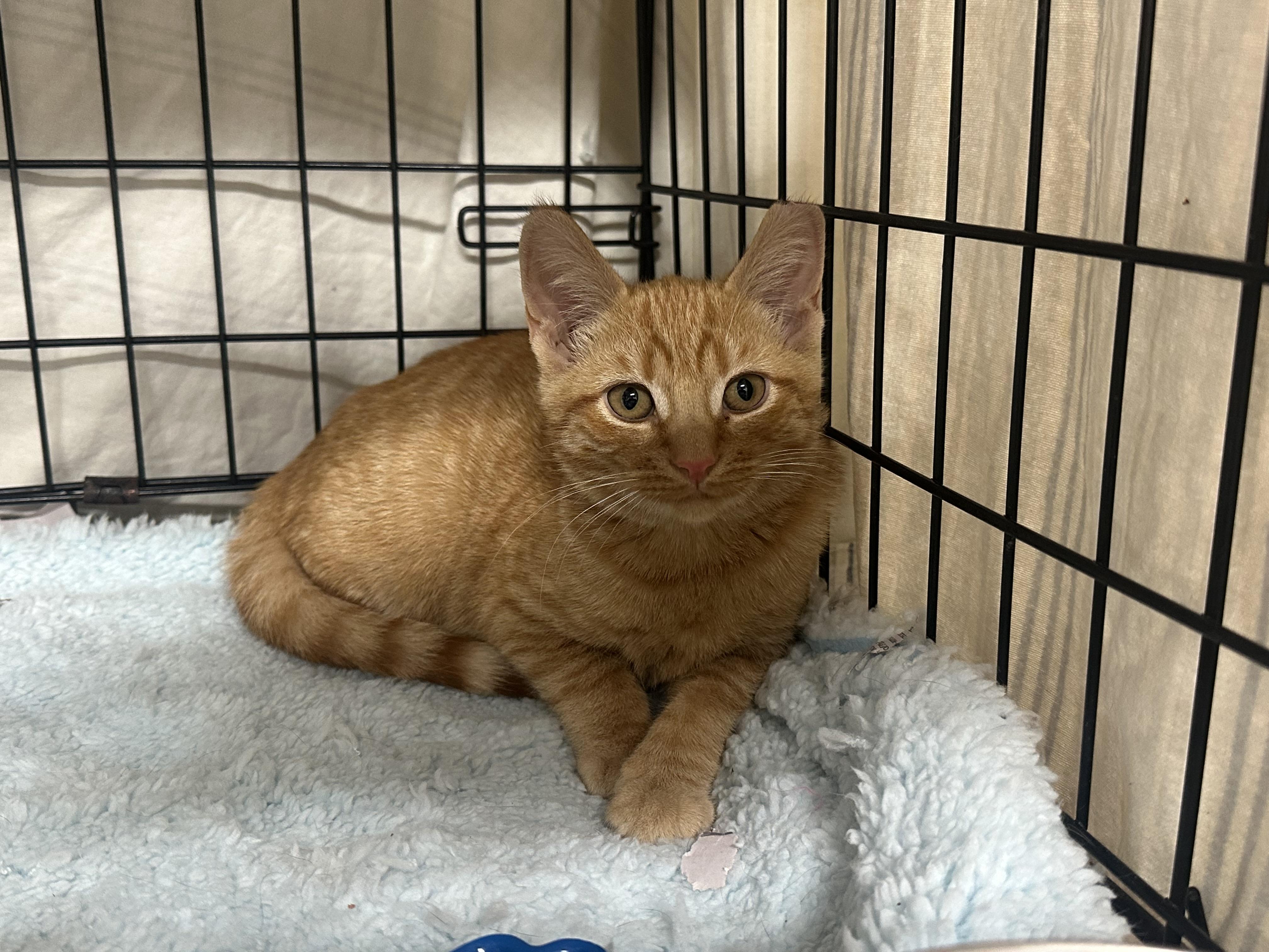 Gidget, Gigi, Harry & Archie