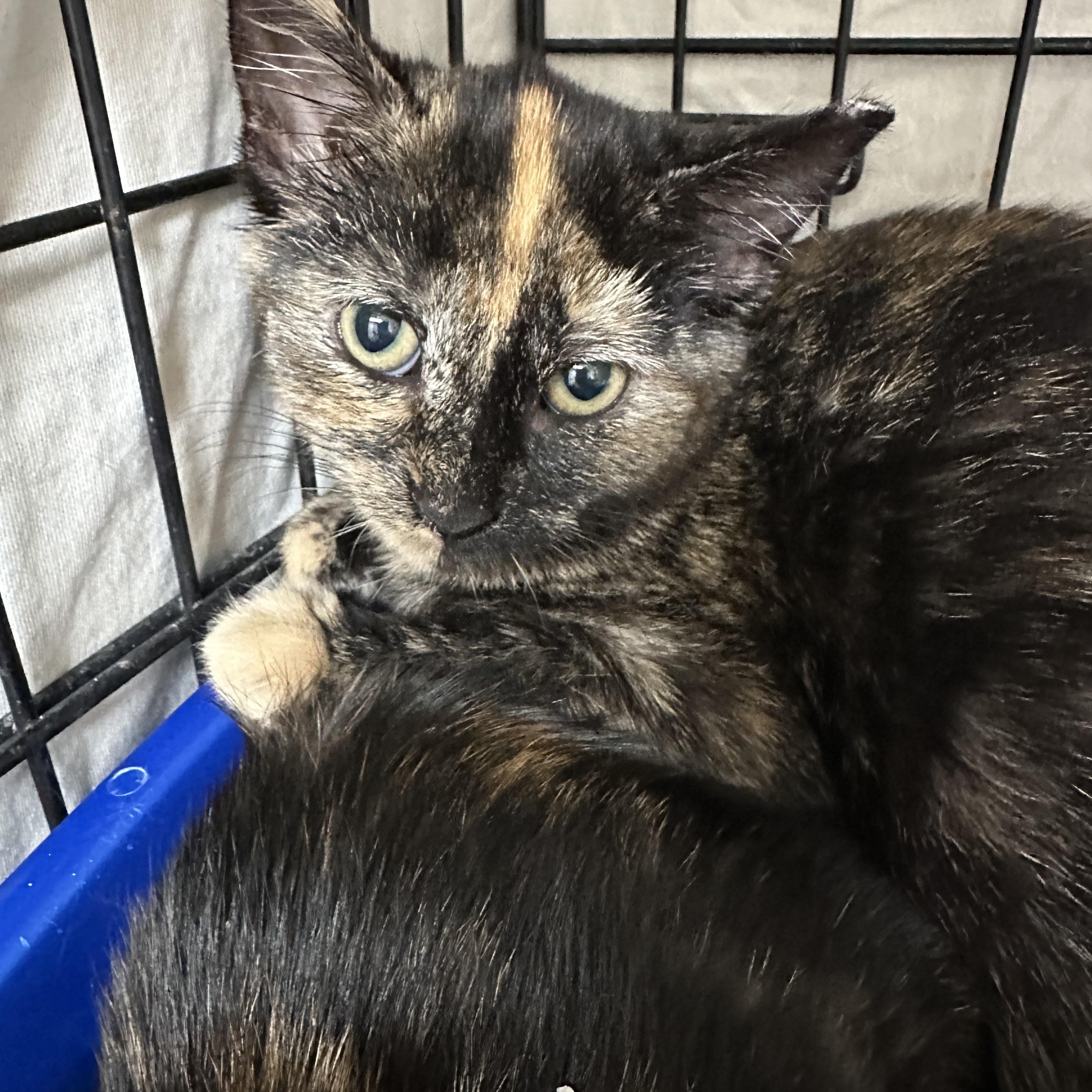 Gidget, Gigi, Harry & Archie