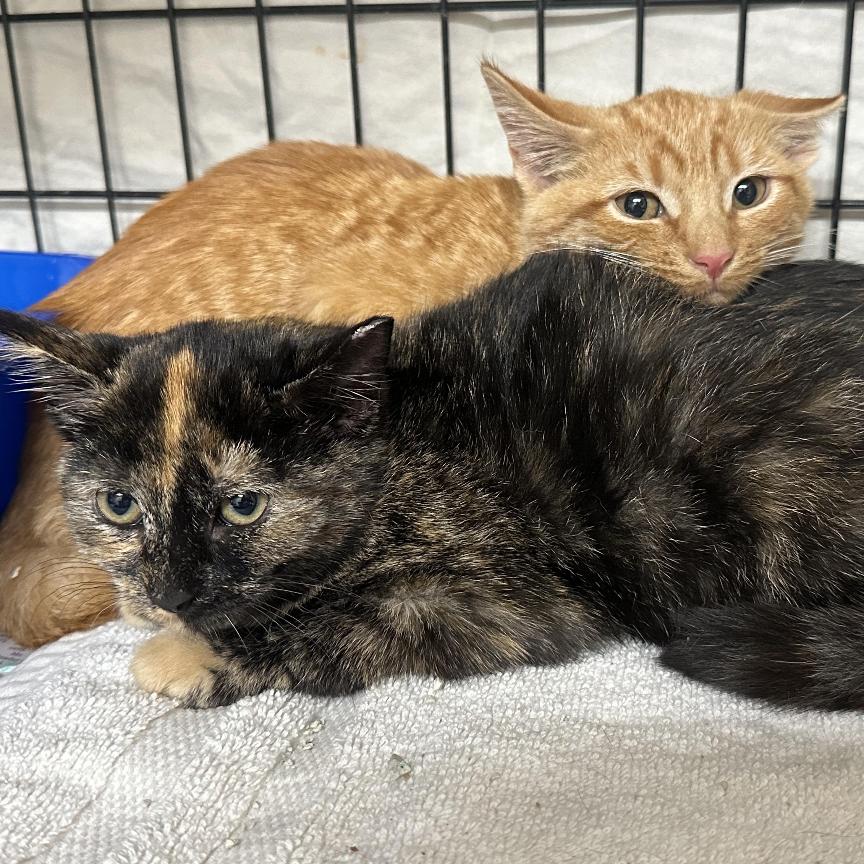 Gidget, Gigi, Harry & Archie