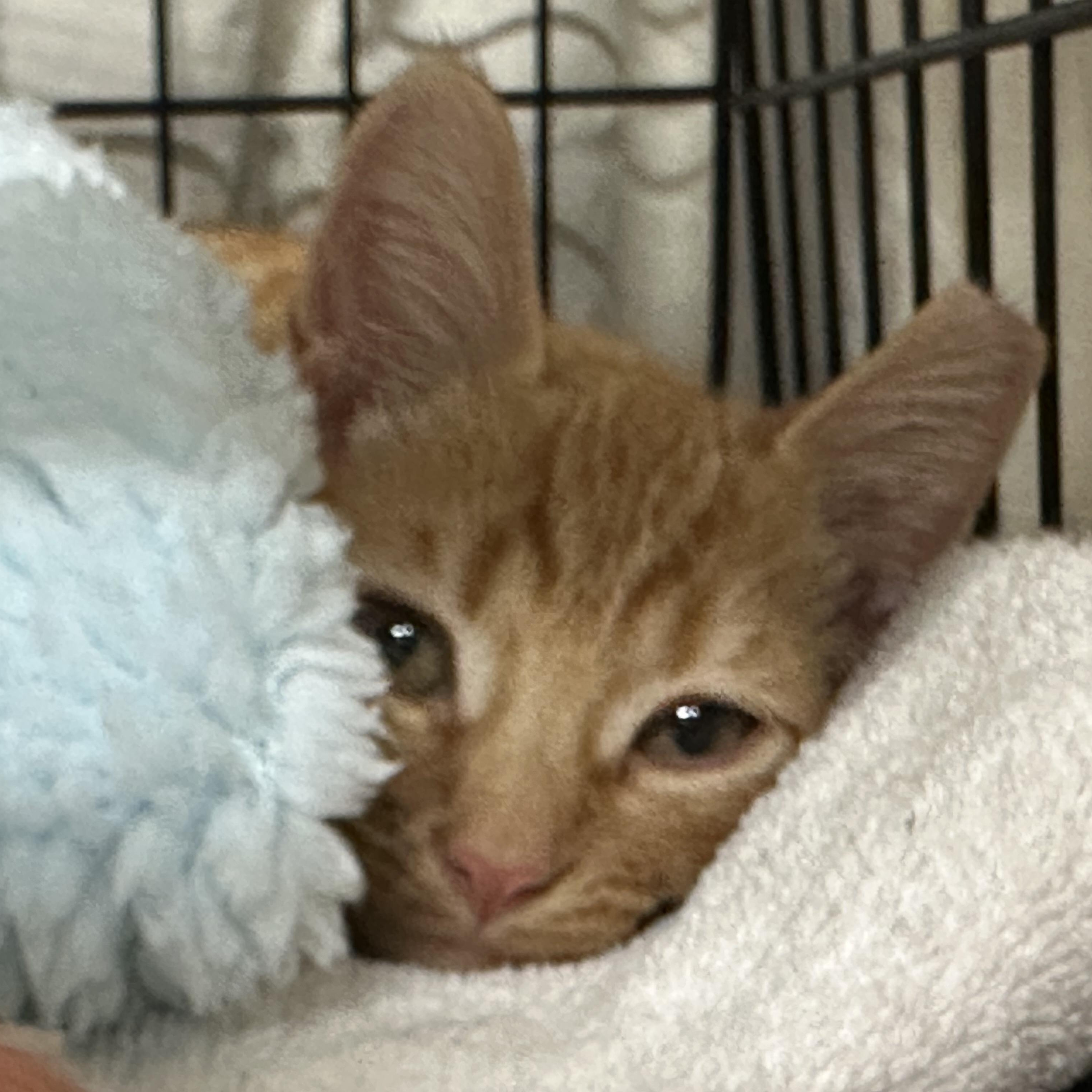 Gidget, Gigi, Harry & Archie