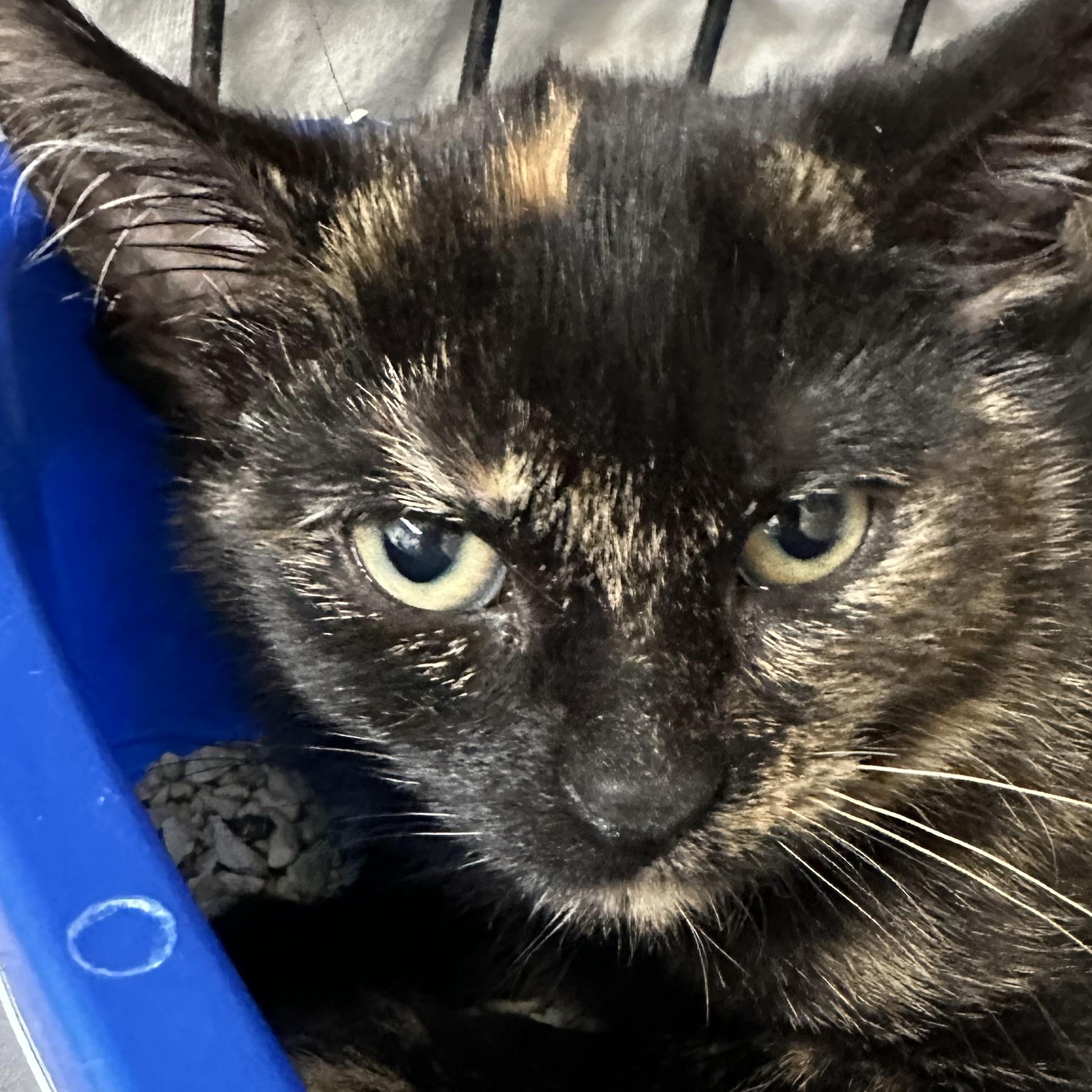 Gidget, Gigi, Harry & Archie