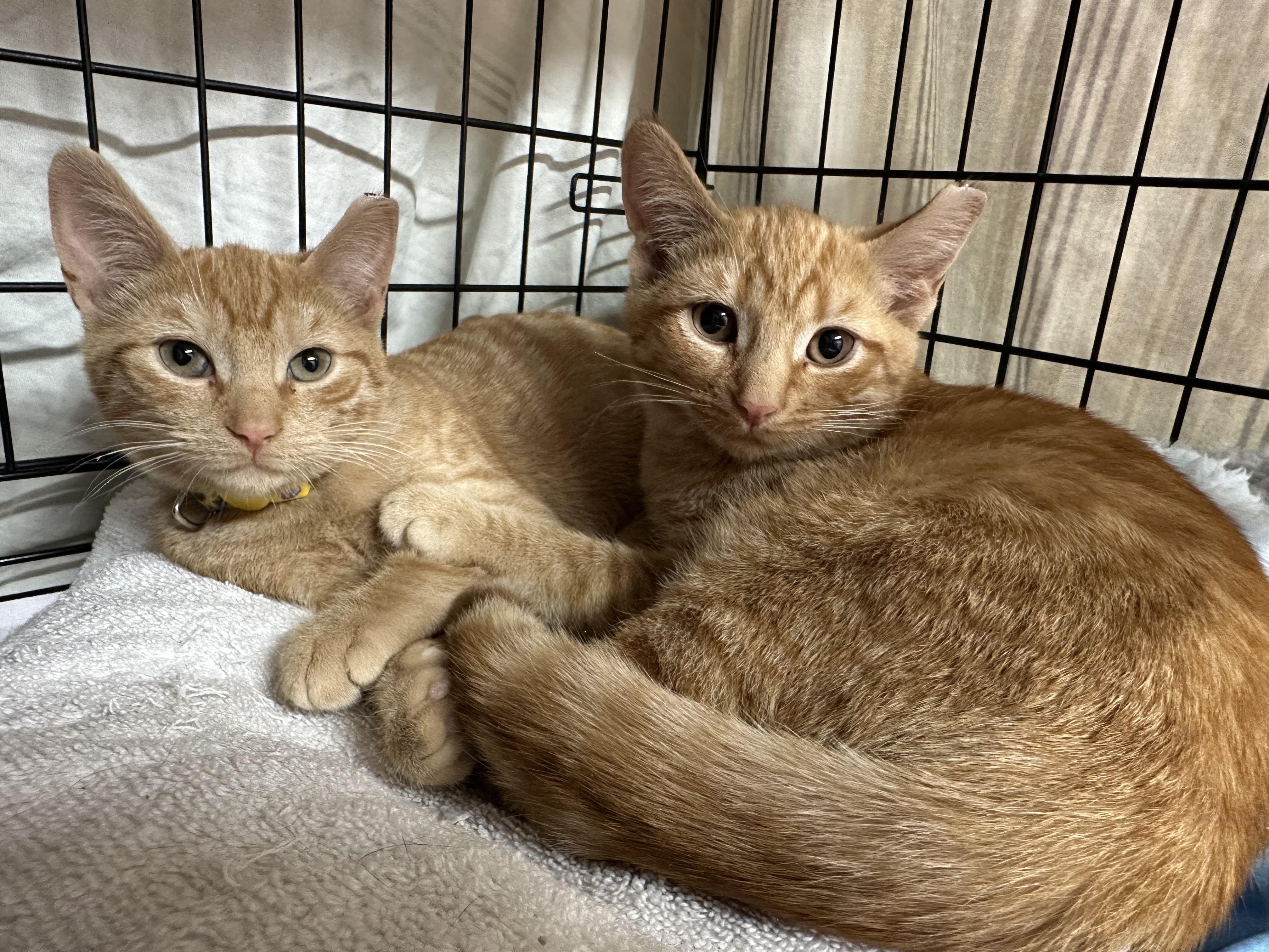 Gidget, Gigi, Harry & Archie