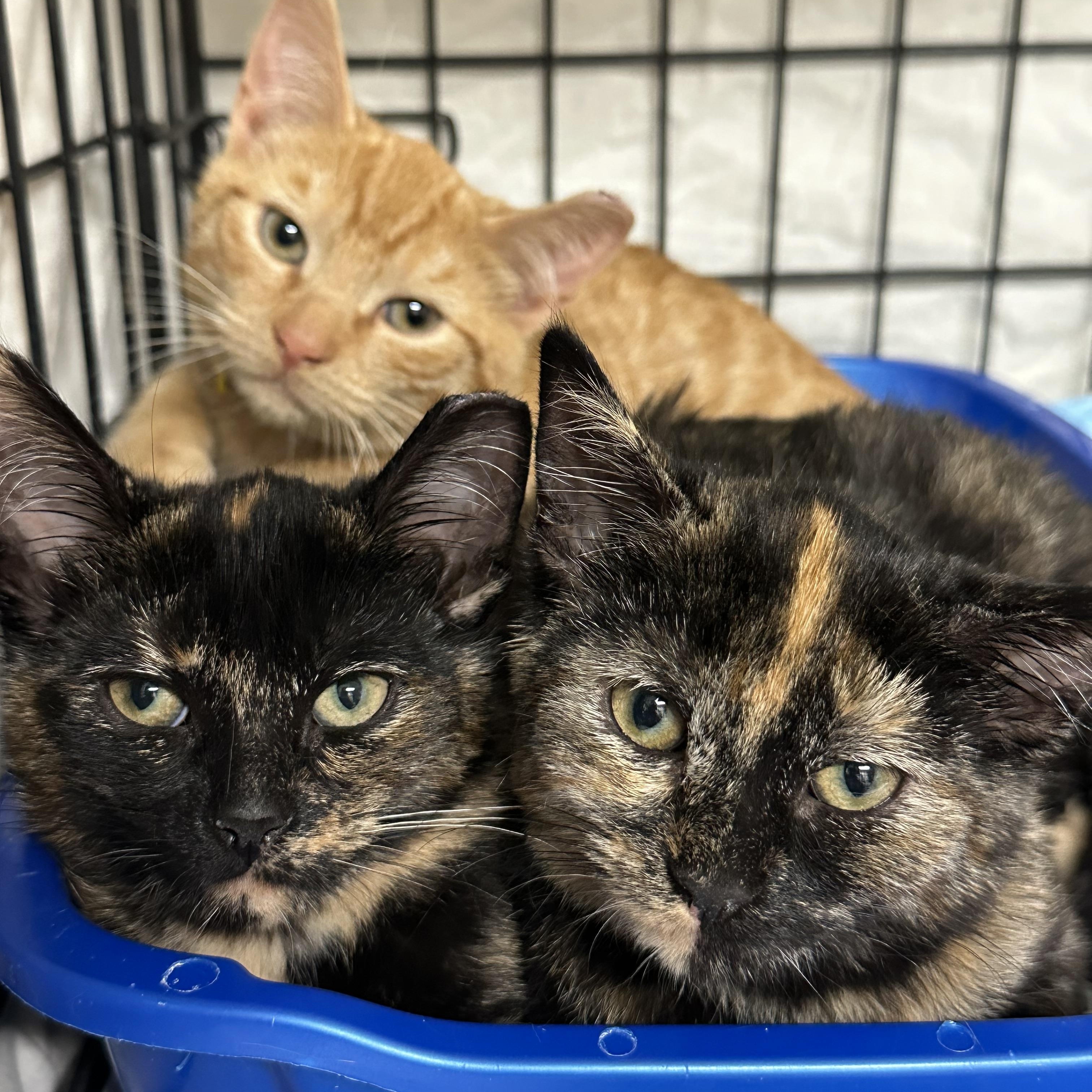 Gidget, Gigi, Harry & Archie