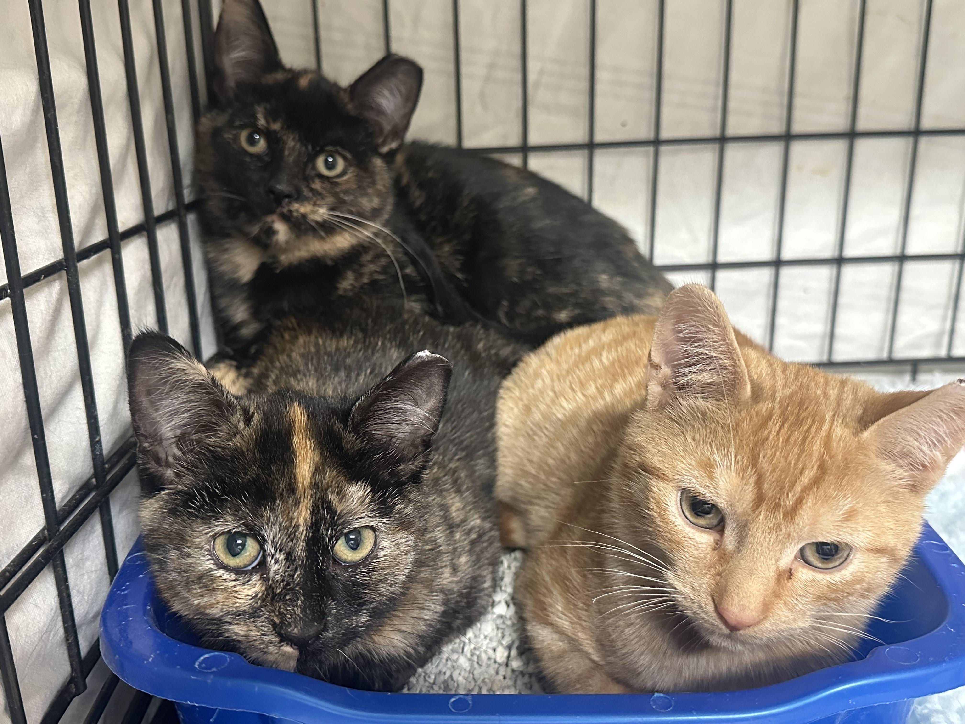 Gidget, Gigi, Harry & Archie