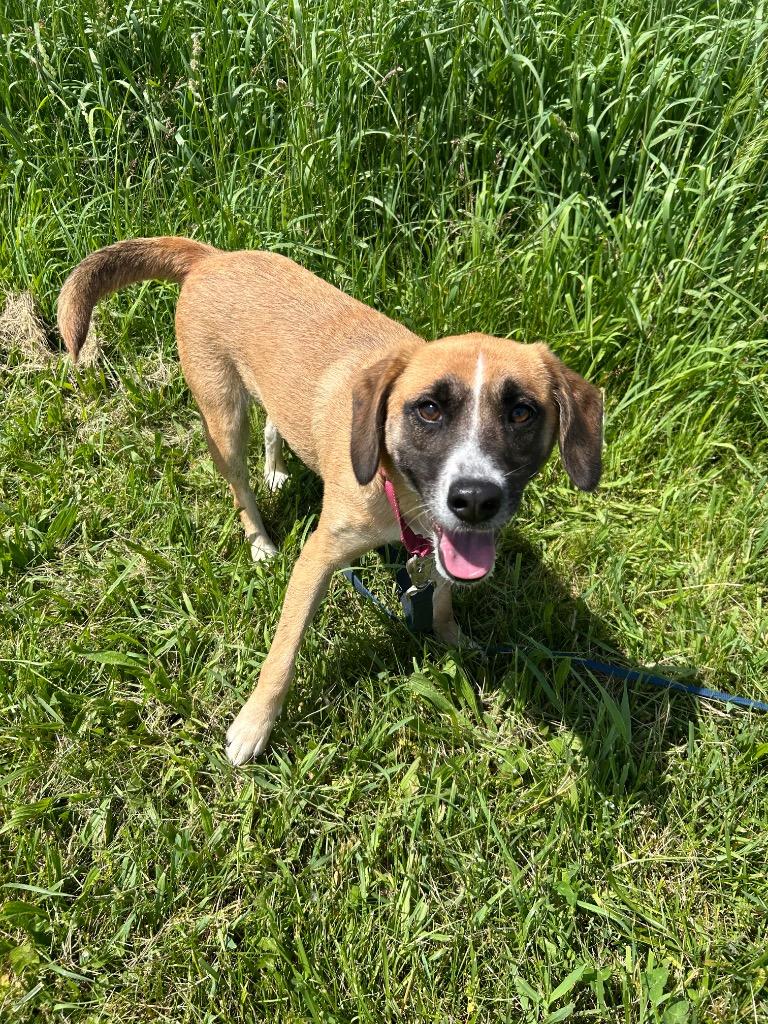 Enlarge Rhonda, a Adoptable mixed breed in Marion, OH image 1/2