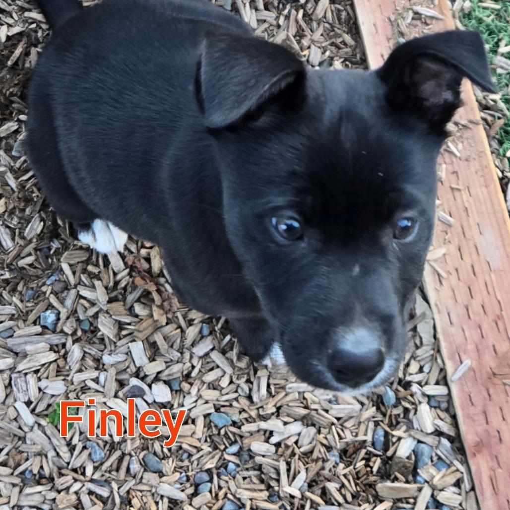 Finley, Adoptable, Puppy Male Mixed Breed.