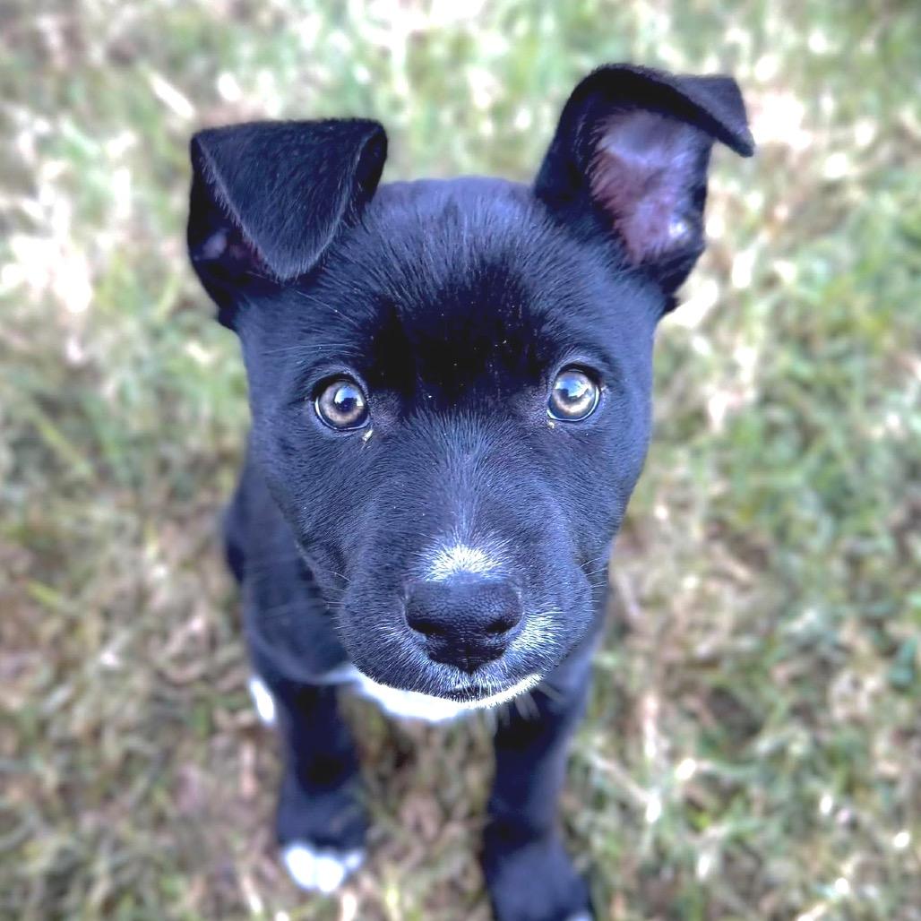 Enlarge Finley, a Adoptable Mixed Breed in Redwood Valley, CA image 2/6