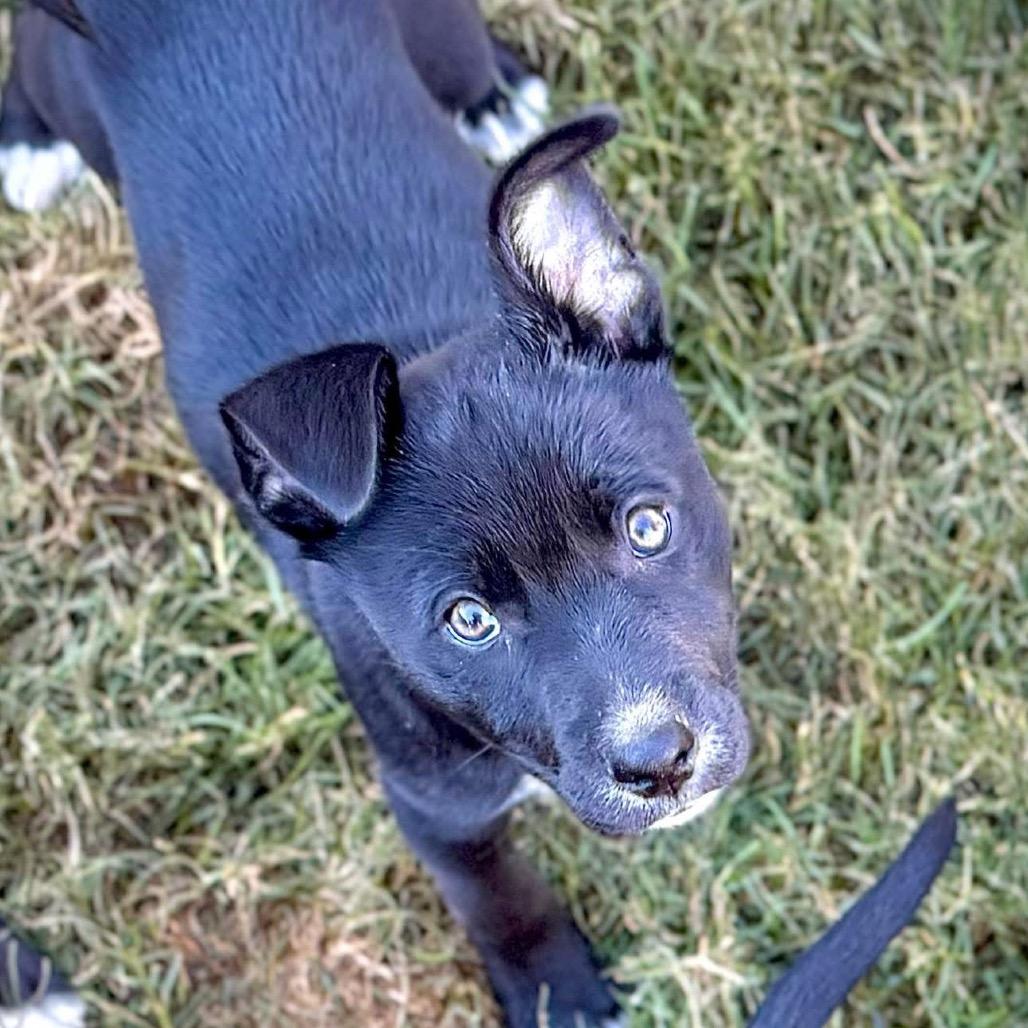 Enlarge Finley, a Adoptable Mixed Breed in Redwood Valley, CA image 3/6